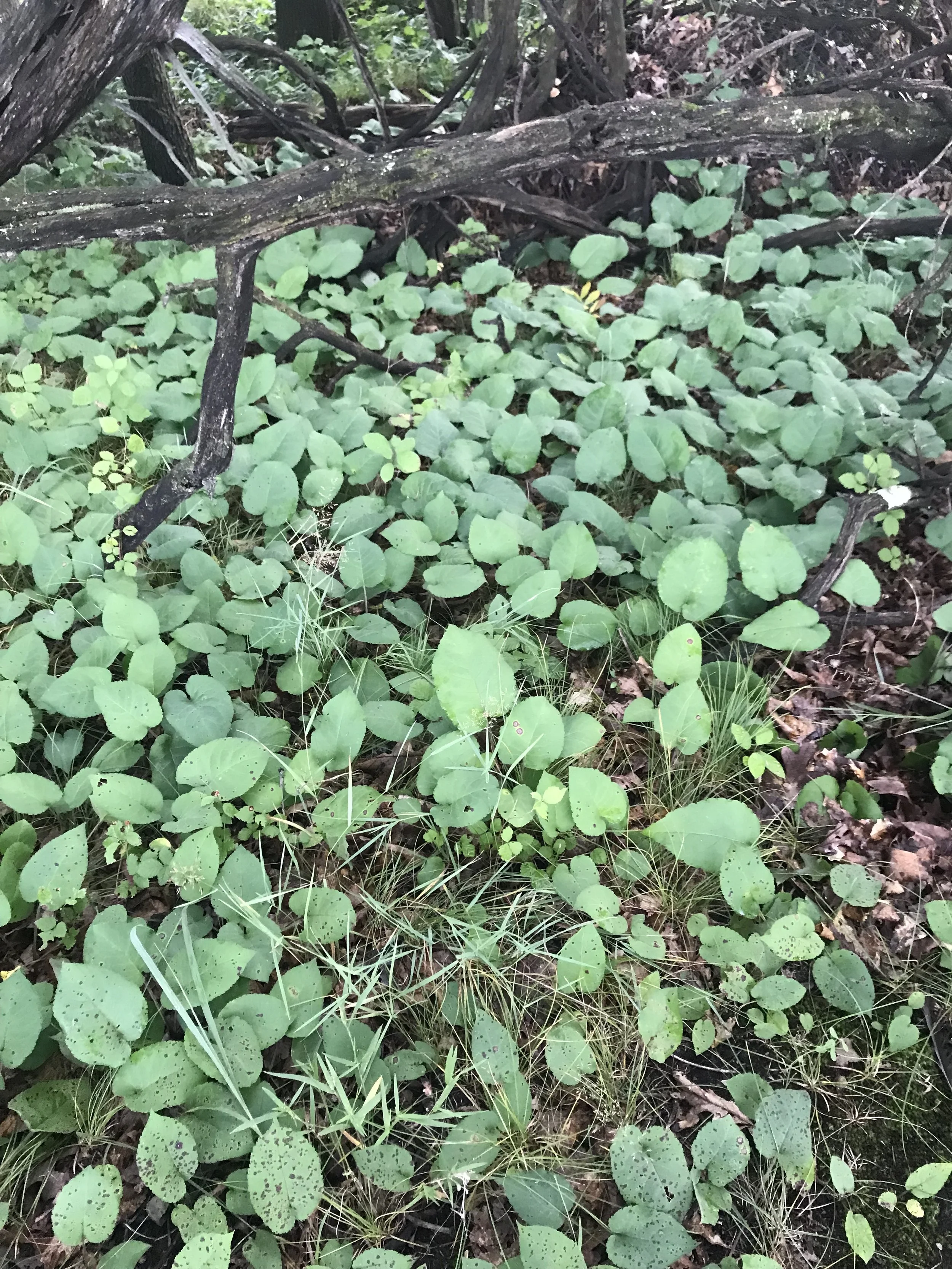 A large patch of big leaf aster (Eurybia macrophylla) makes a great ground cover.