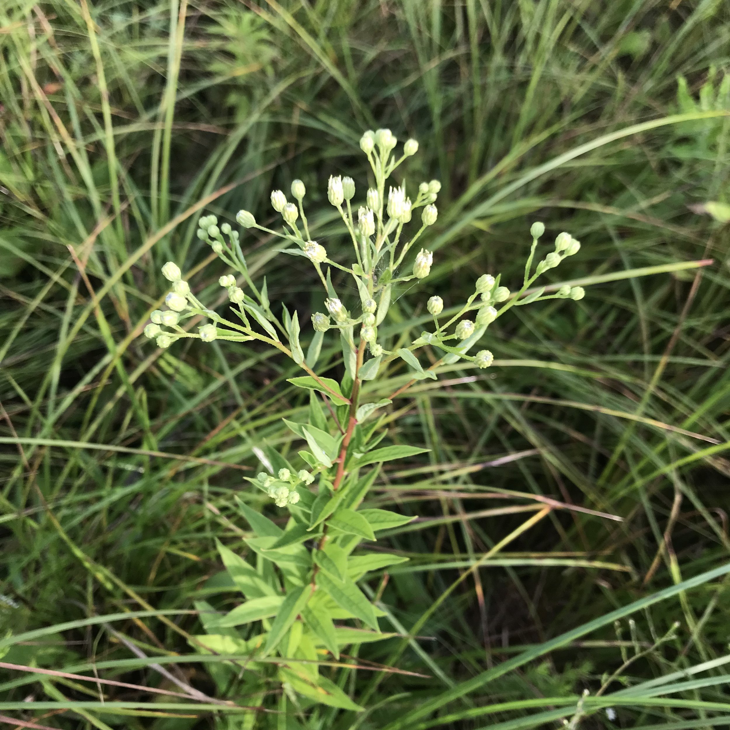 flat-topped white aster is shown right before bloom time.