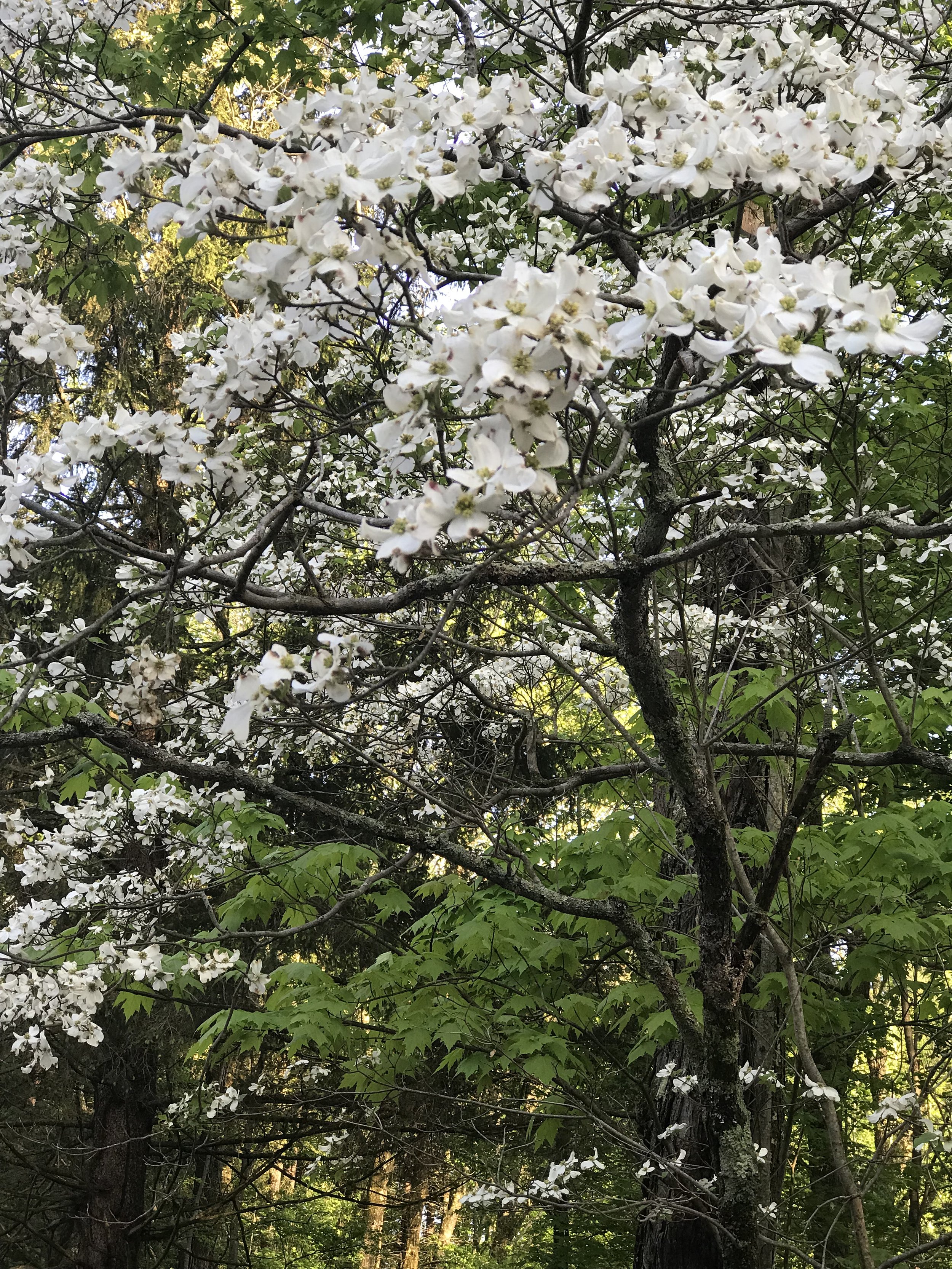 A flowering dogwood tree full of blossoms.