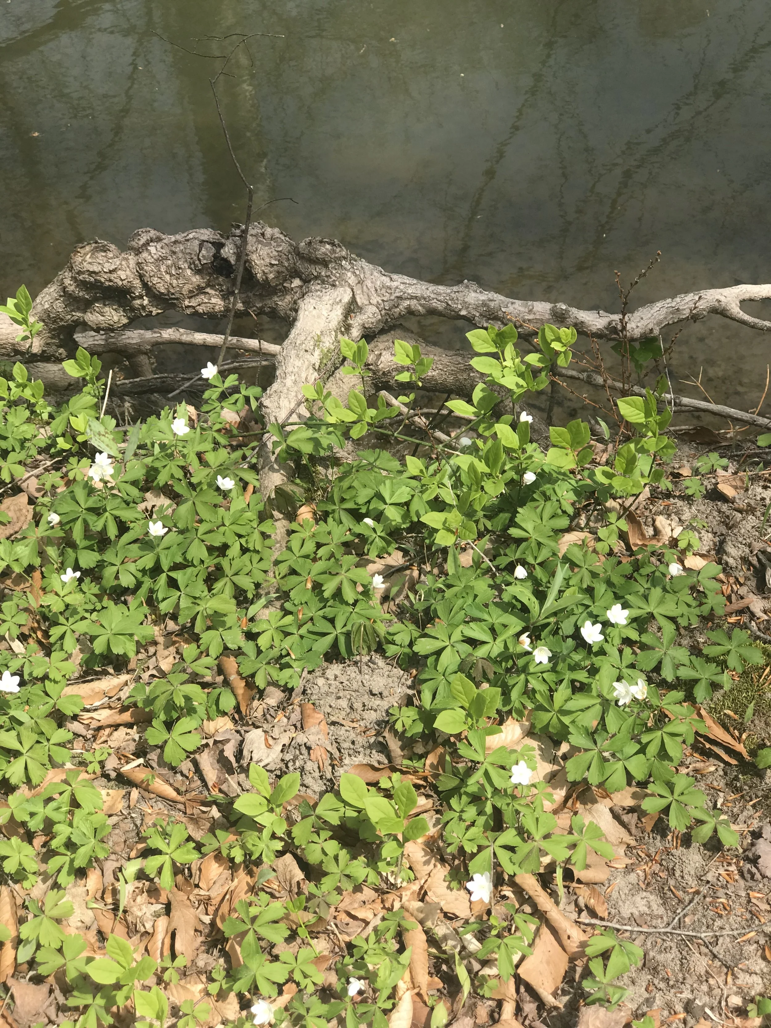 A patch of wood anemone overlooking a river.