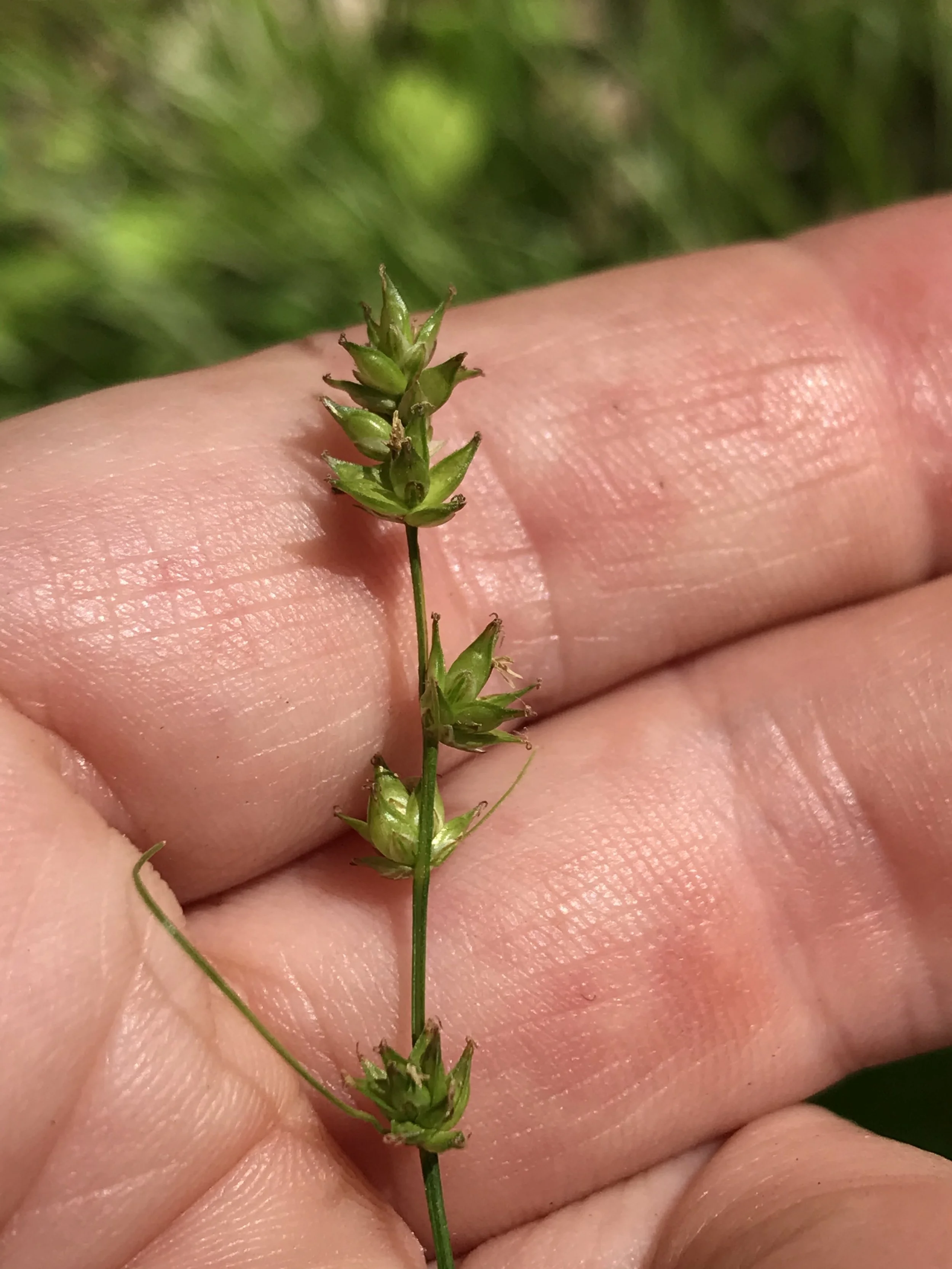 The perigynia and perigynia arrangement of Carex rosea is similar to Eastern Star Sedge (Carex radiata)