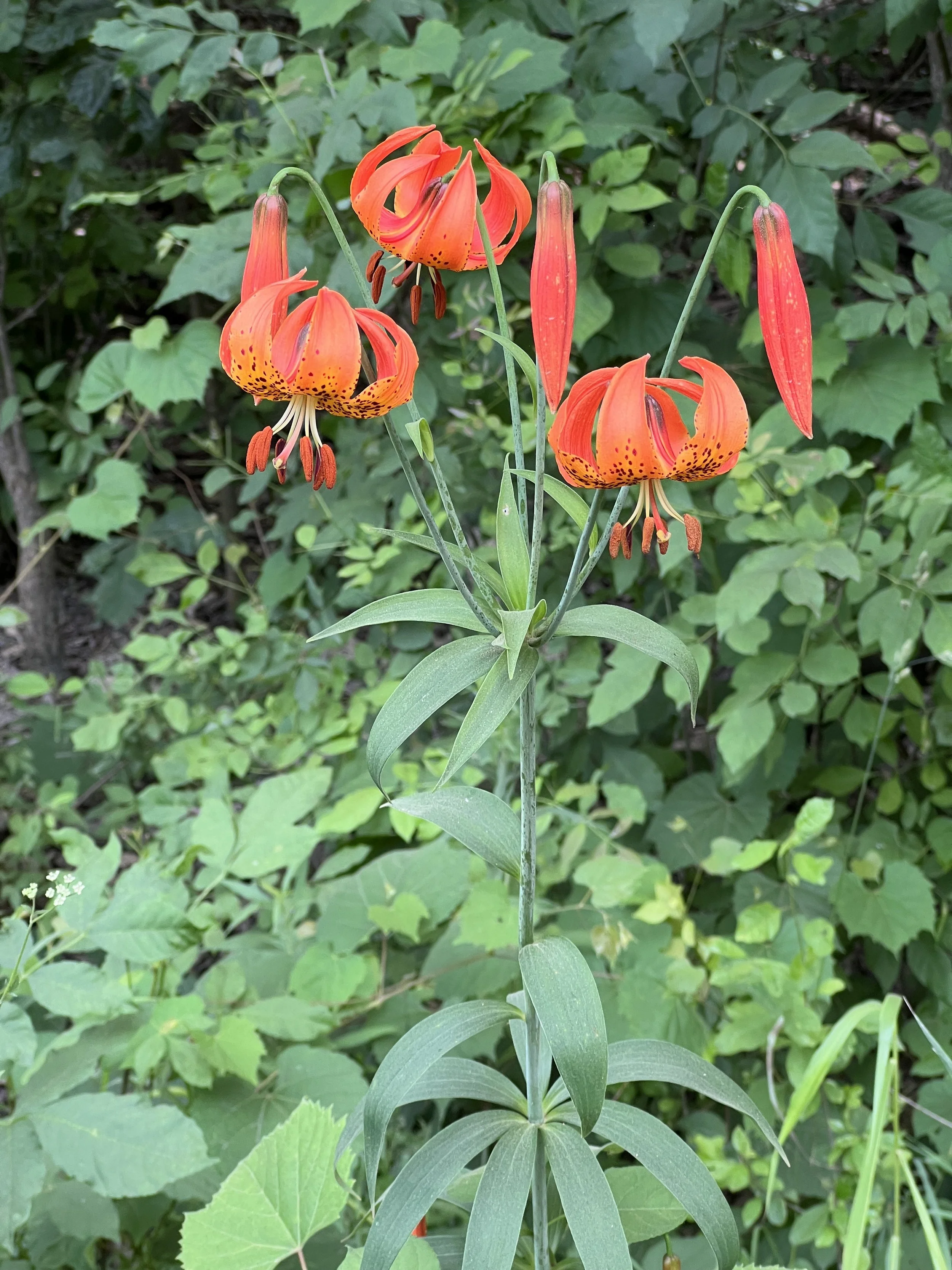 This photo shows the whorled leaves of Michigan Lily.  At the top of a four foot plant are four drooping orange flowers whose petals are reflexes.