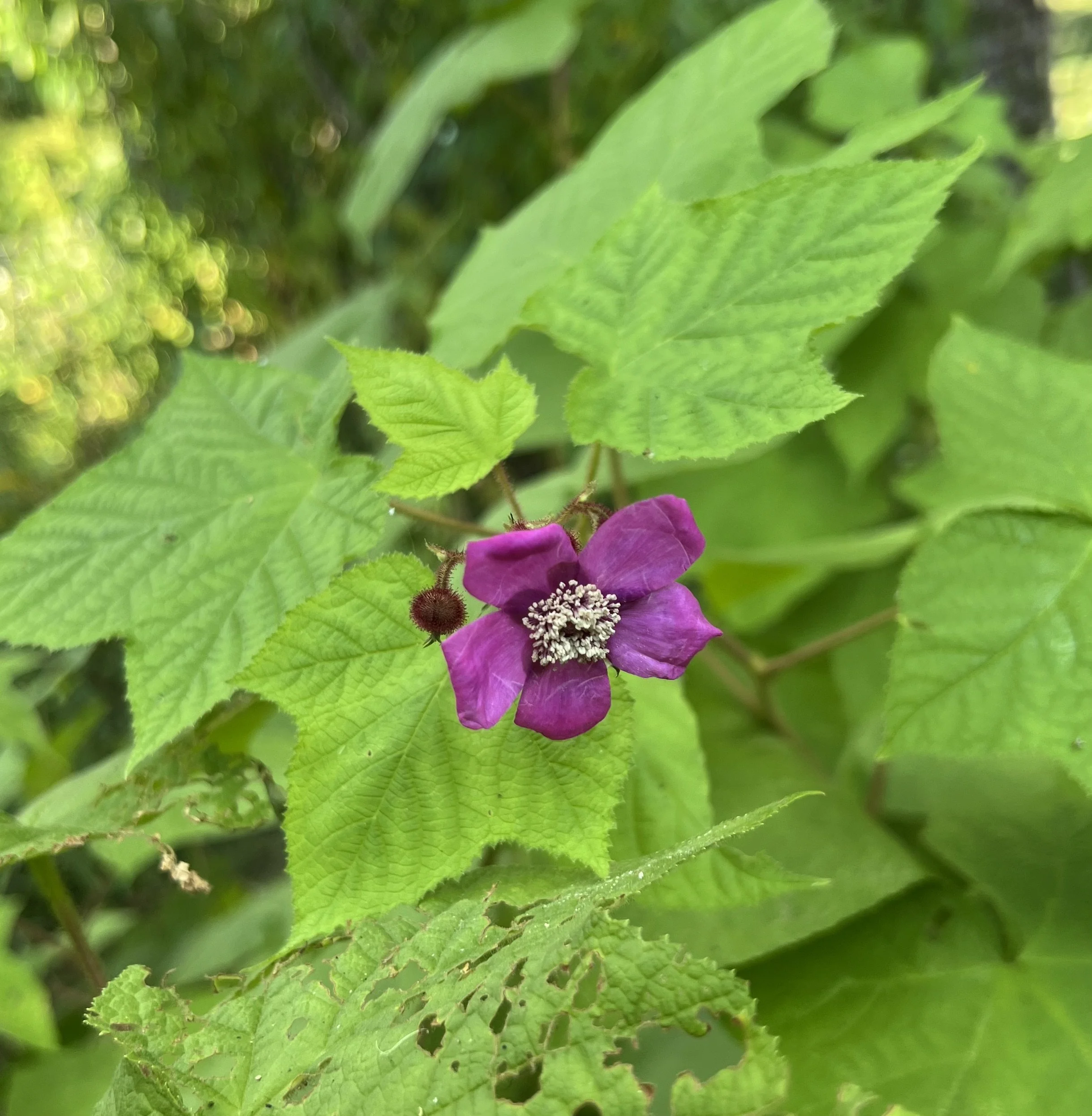The flower of Flowering Raspberry is bright purplish pink with yellow stamens in the center. The leaves are large, pale green, and maple like.
