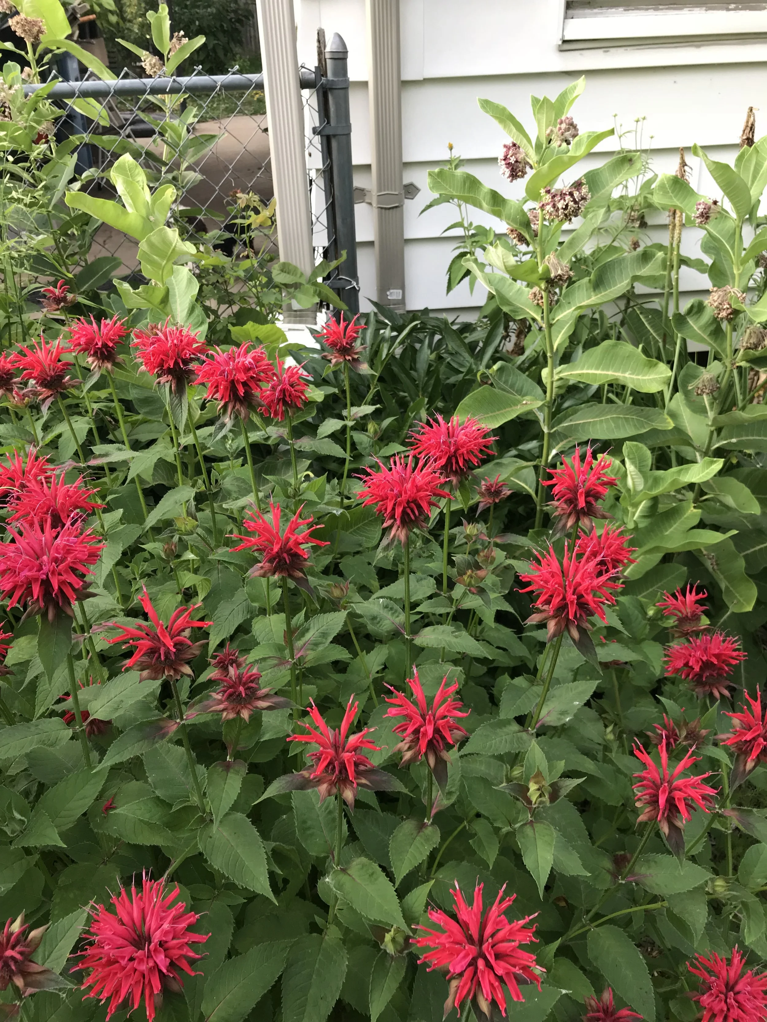 Red bee balm makes profuse, bright red flowers. The flowers are in bloom in rows out of a dome shaped head, are long tubular shaped, and a favorite of butterflies and bumblebees.