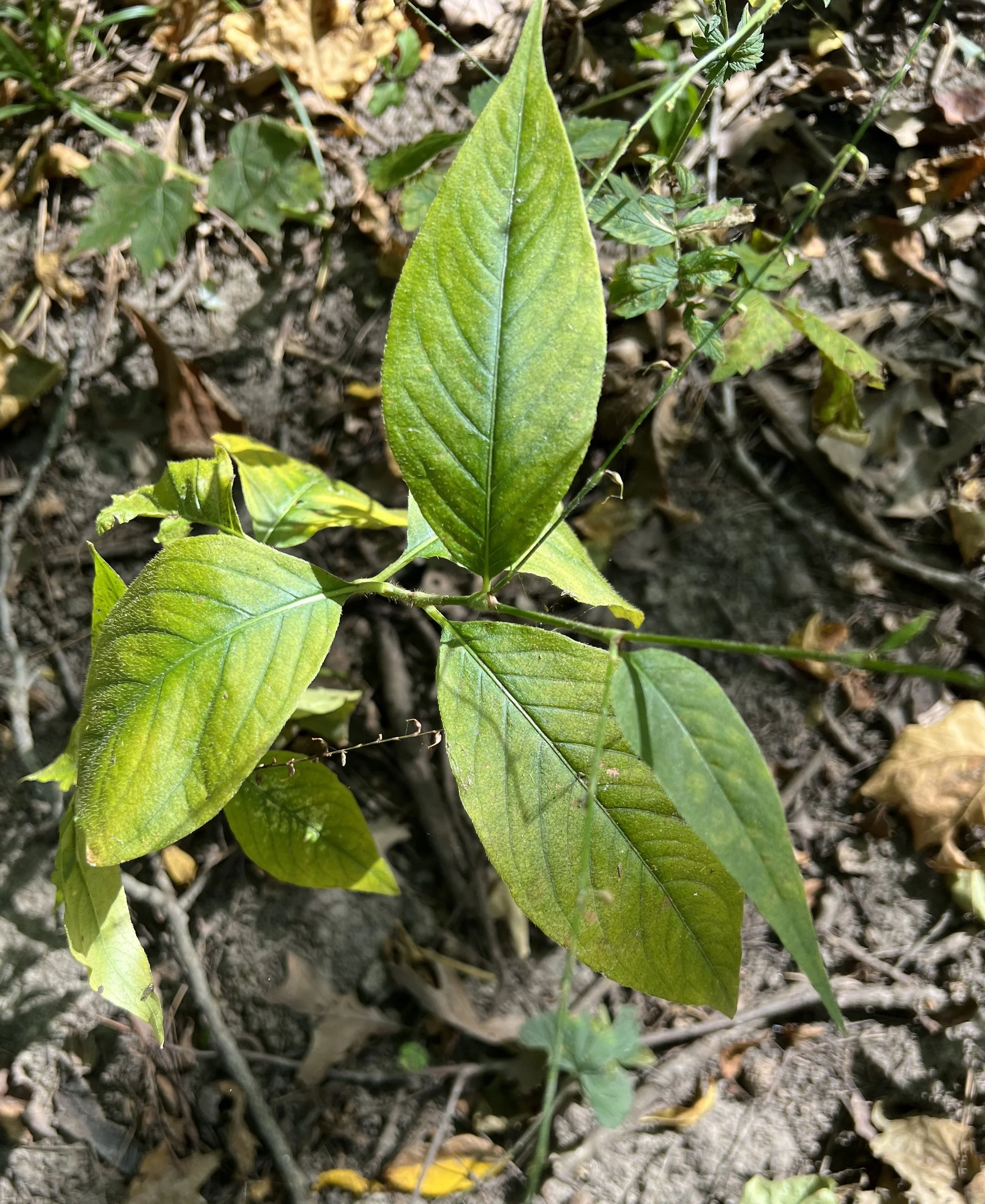 Jumpseed/Virginia Knotweed (Persicaria virginiana)