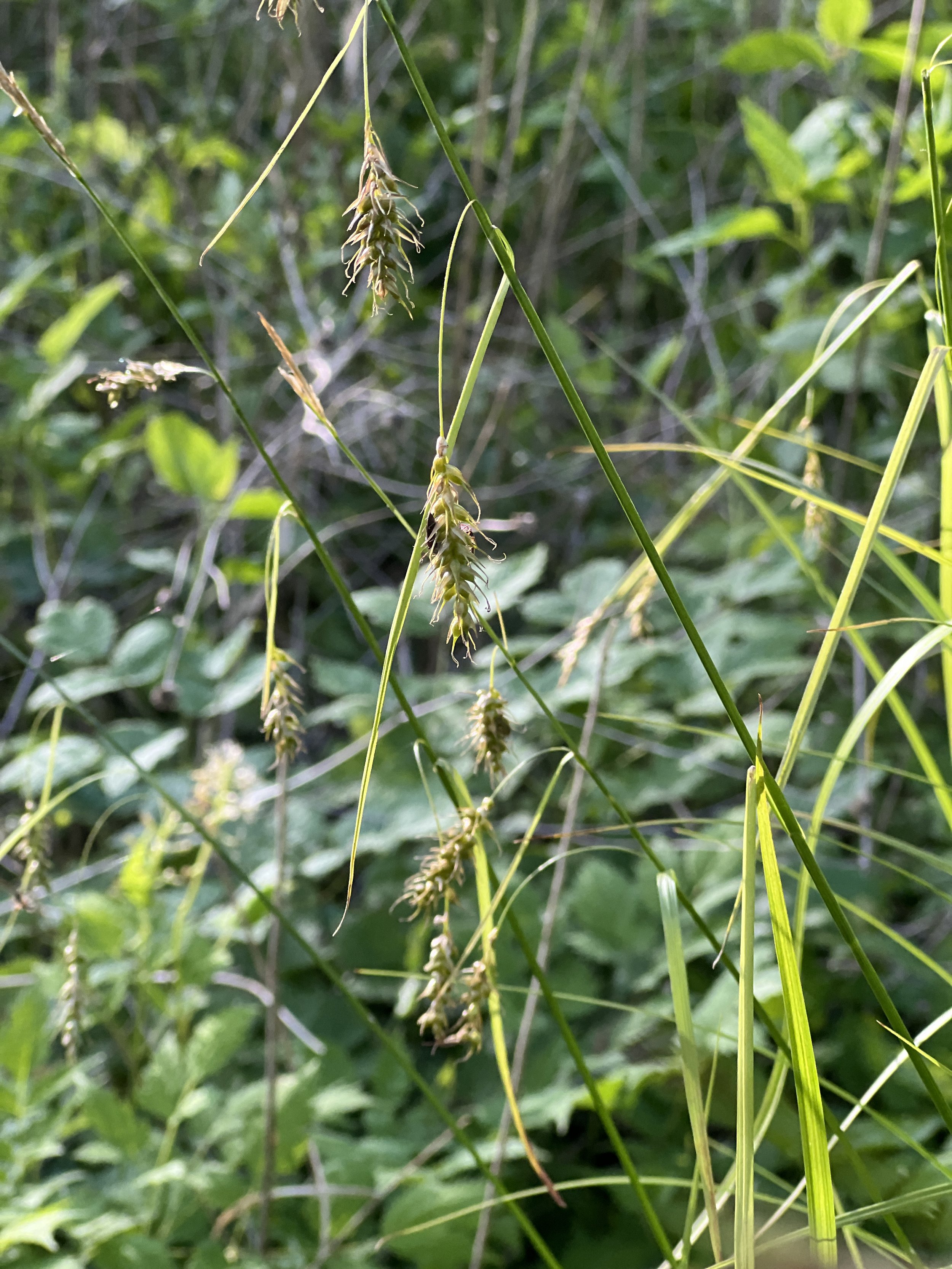 This photo displays a few of the gorgeous seedheads of Long-beaked Sedge (Carex sprengelii)