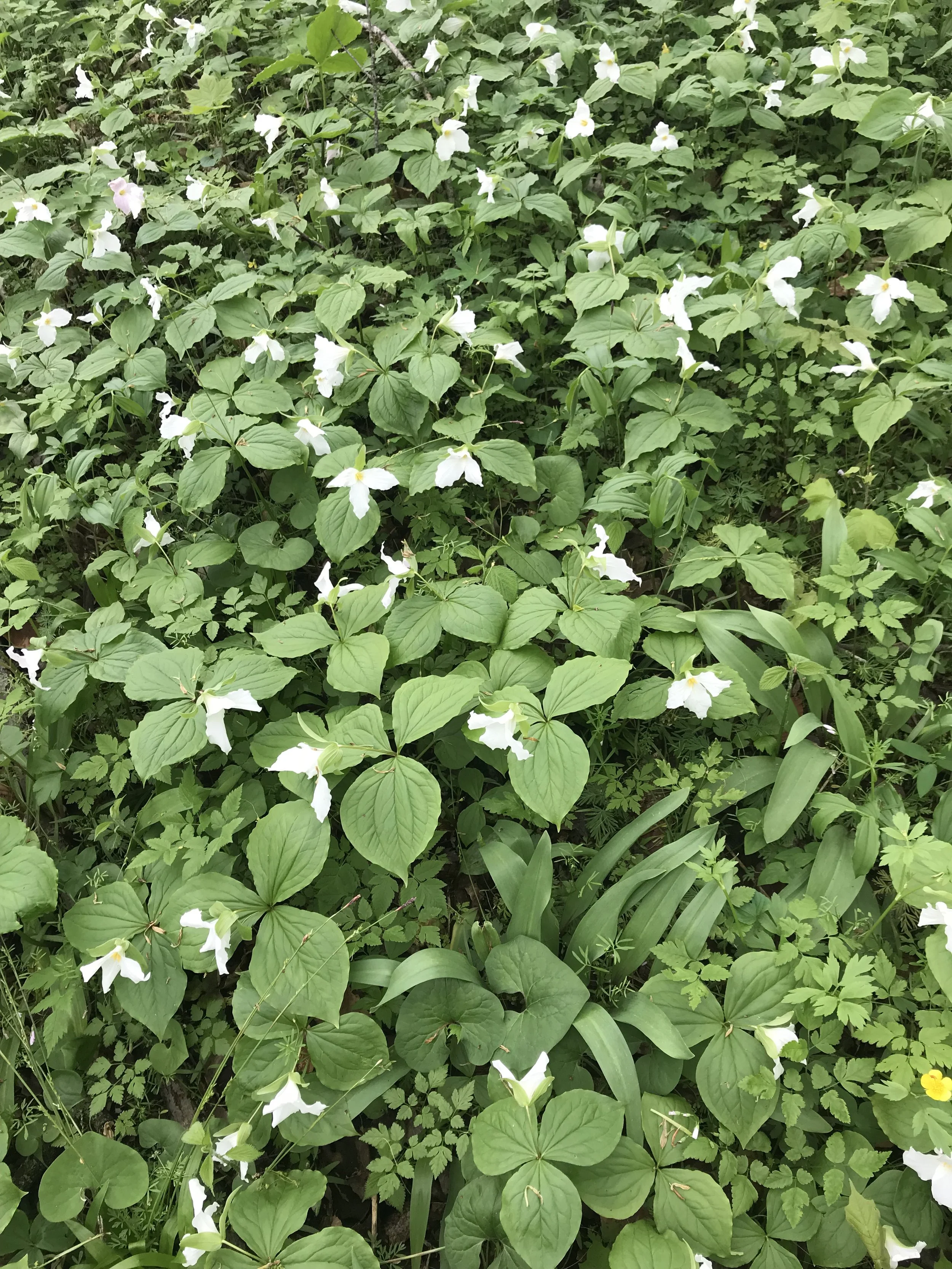 Another planting by Mother Nature herself, this is wild trillium, wild leeks, swamp buttercup, aniseroot, wild ginger, false Solomon’s seal, Dutchman’s breeches and plantain-leaf sedge.