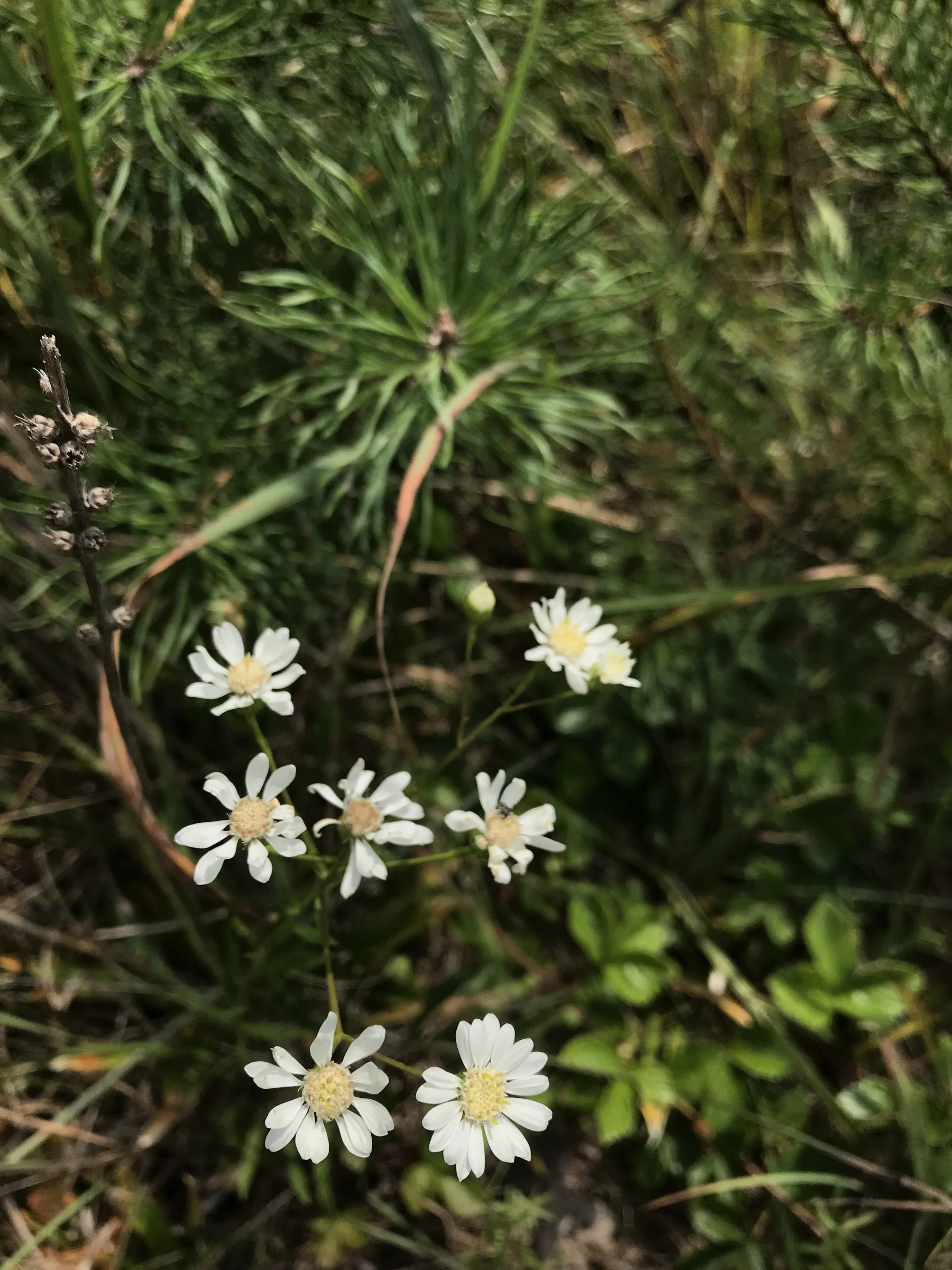 IMG_2402.jpeg