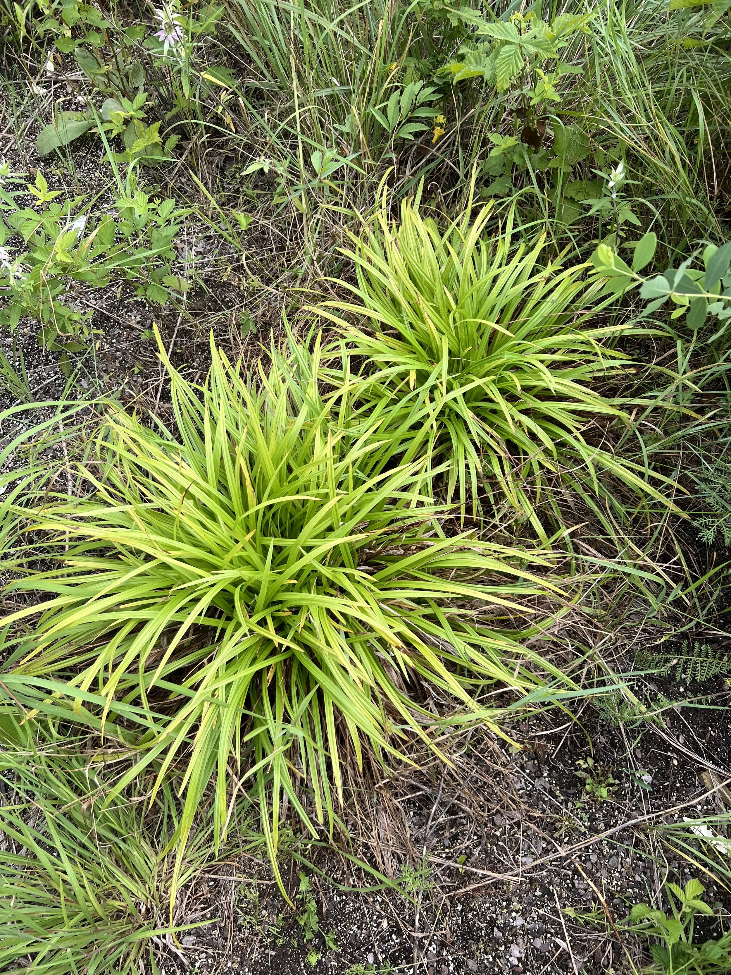 Two large Wood Sedge (Carex blanda) plants growing in an open area.  They have page colored leaves and are less than two feet tall.