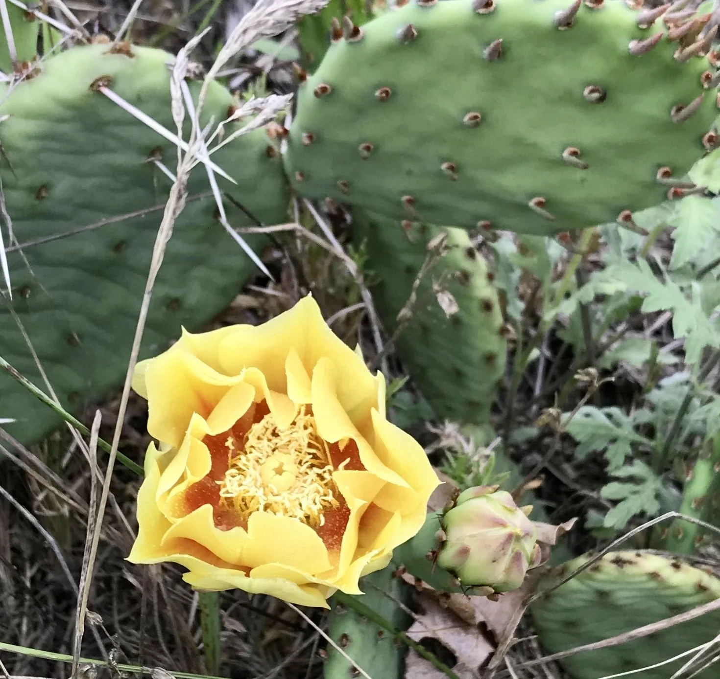 Eastern Prickly Pear Cactus (Opuntia cespitosa)