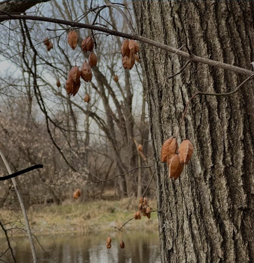 In this fall photo of bladdernut (Staphylea triloba), the seed pods have turned brown.  If you were to pick them, the seeds would shake around inside.