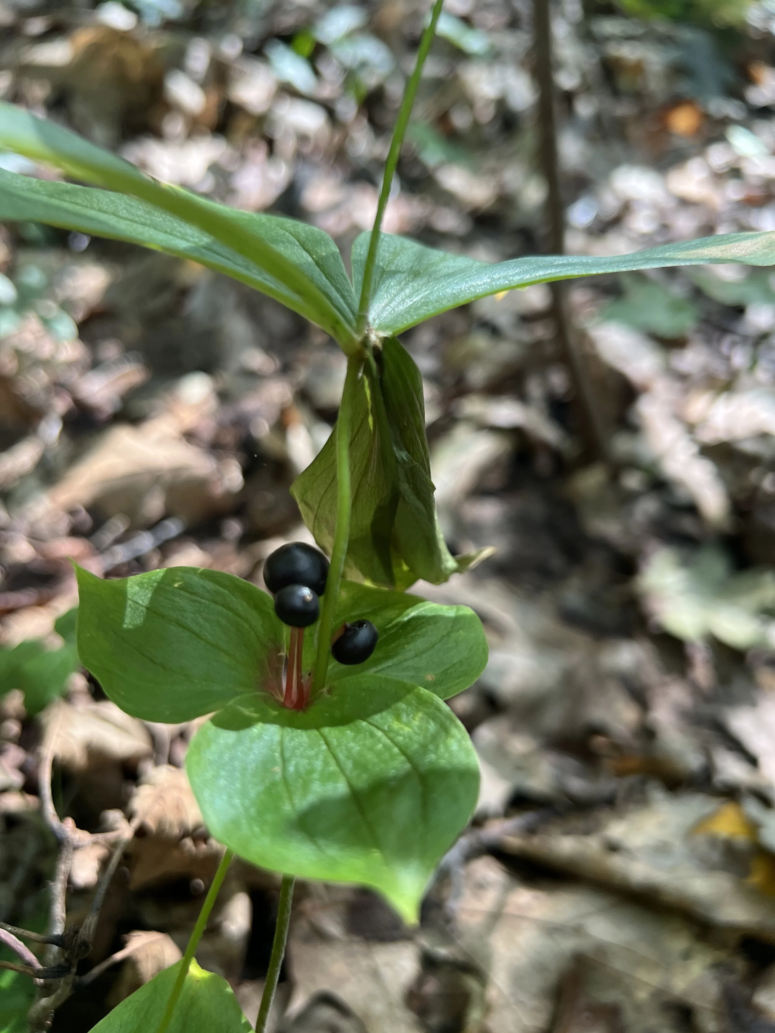 Berries can grow out of each whorl of leaves and when ripe are blue-black.