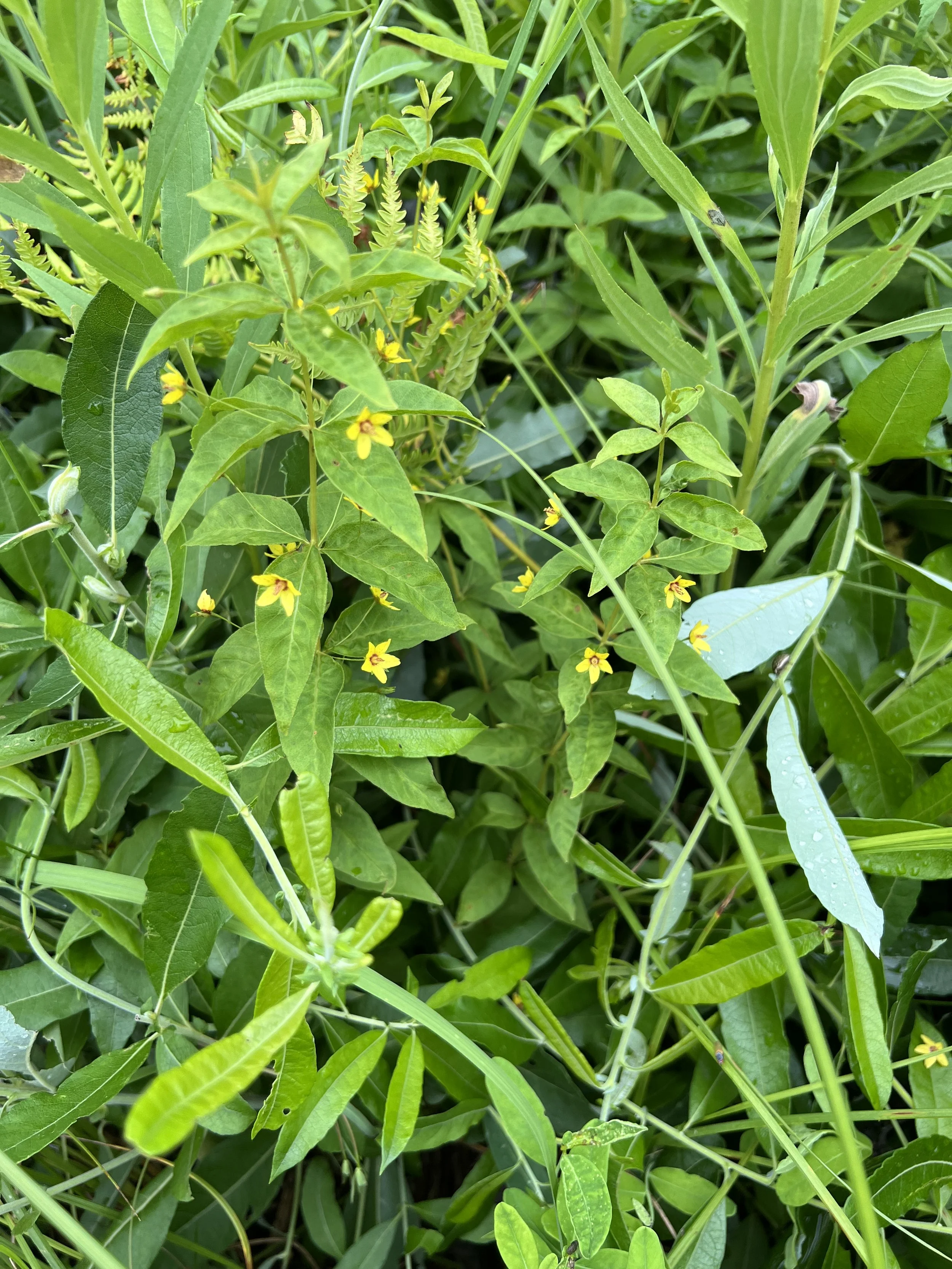 A whorled loosestrife plant among grasses.
