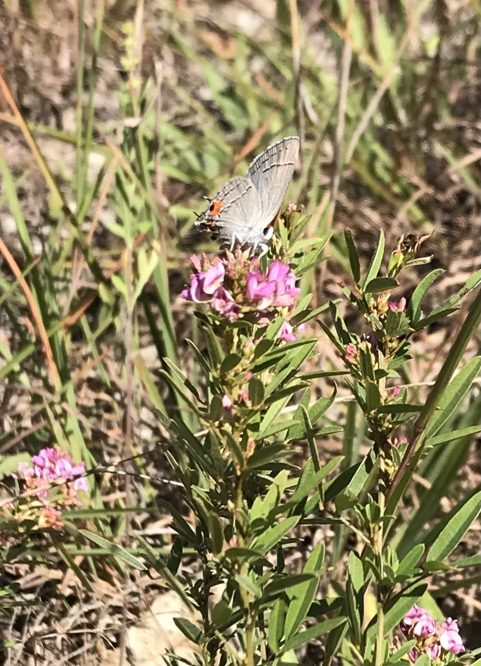 Slender Bush Clover (Lespedeza virginica)