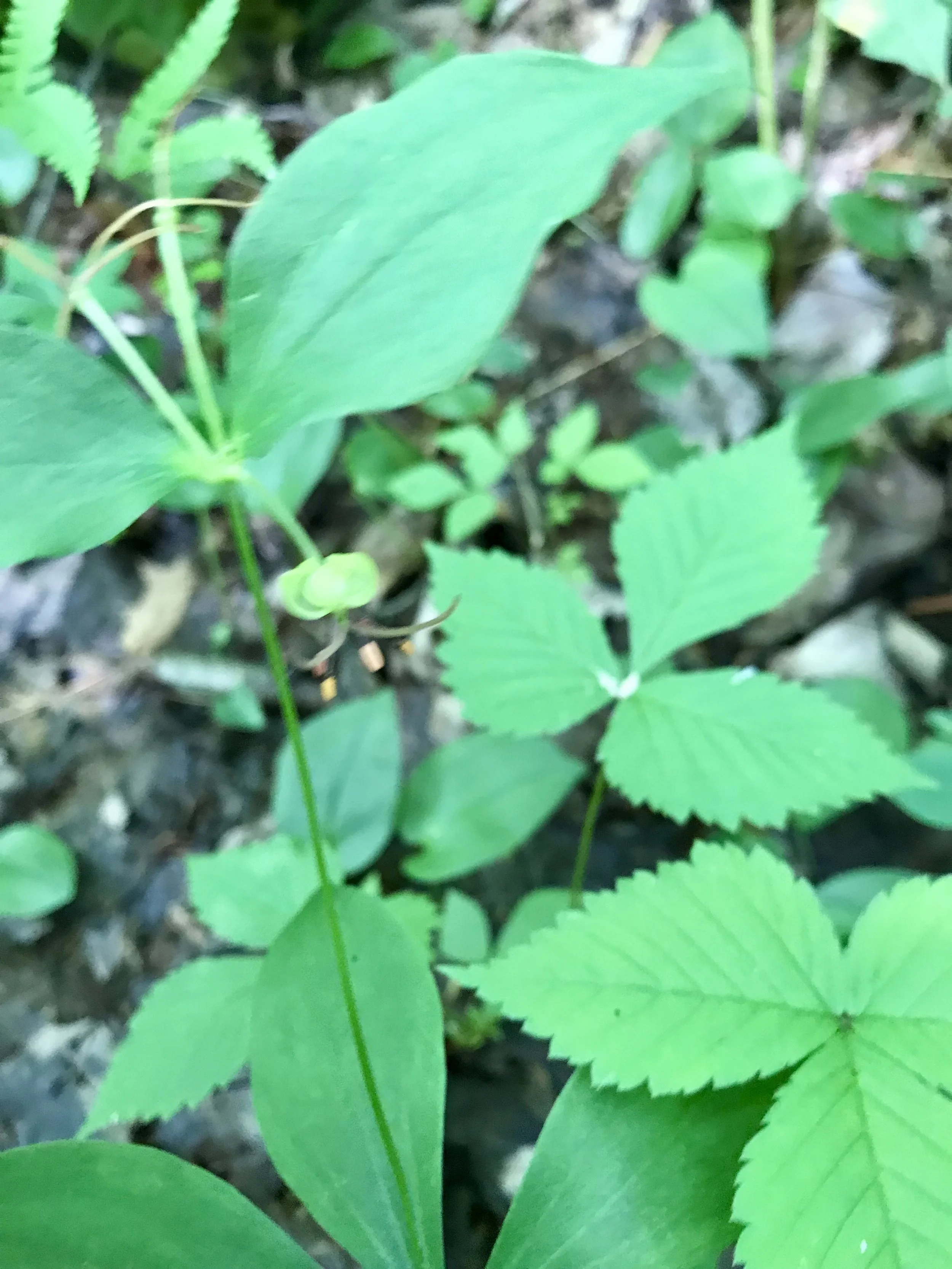 This blurry photo shows a flower with its green tepals and purple reproductive parts.