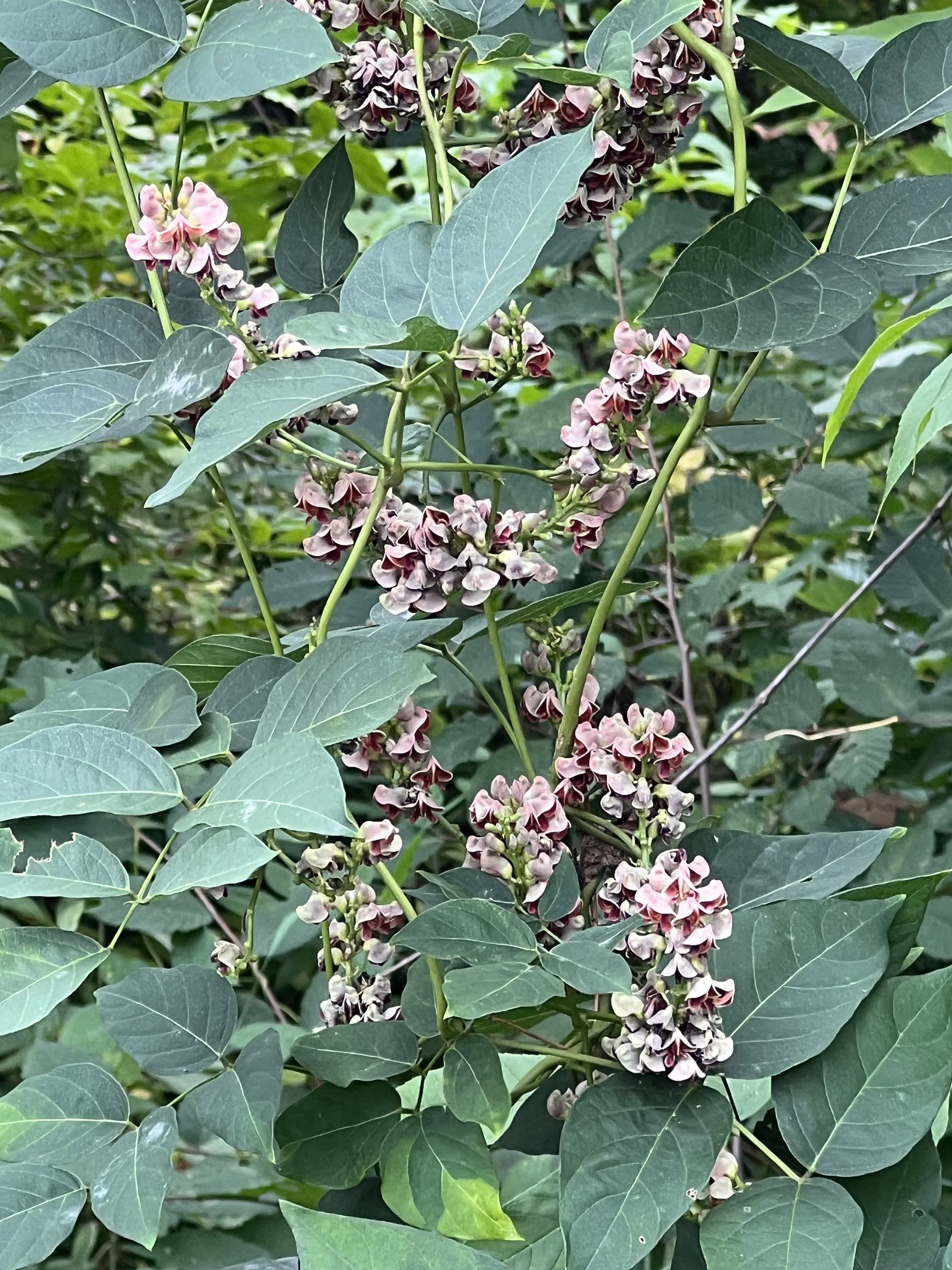 In northern states, groundnut does produce flowers, but it does not generally make seeds.