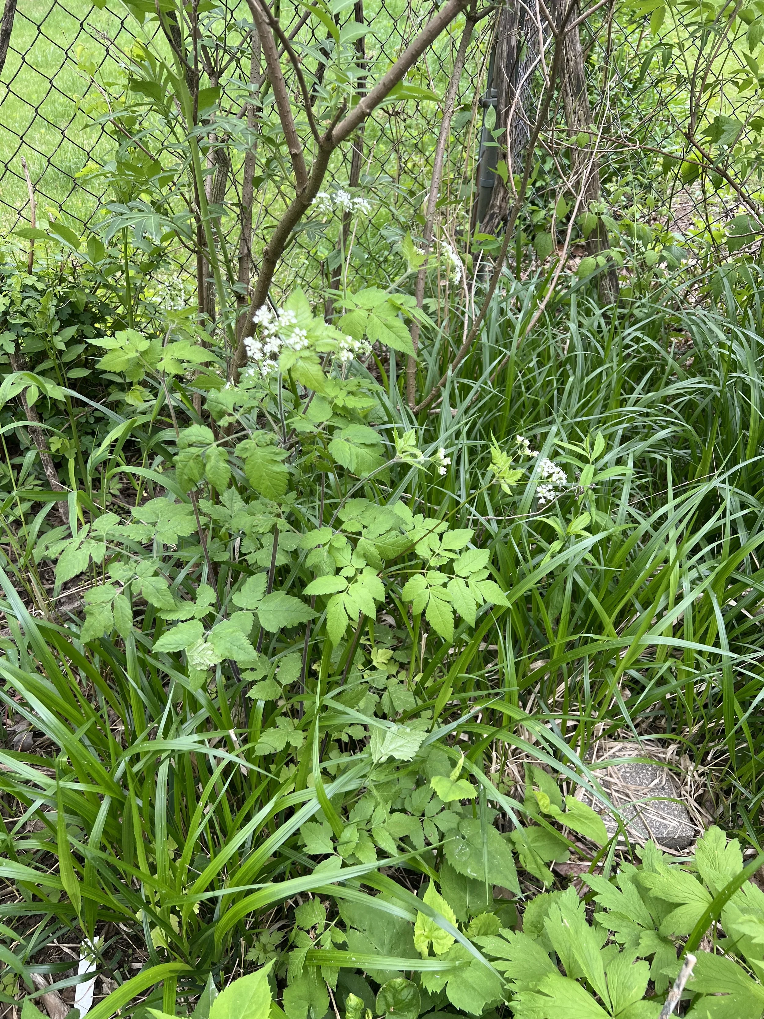 The beautifully shiny grass you see is beak grass (Diarrhena obovata) which occurs naturally in floodplains, but does well here in dry shade. In the center is Aniseroot (Osmorhiza longistylis) and the leaves of thimbleweed & heart-leaved aster are po