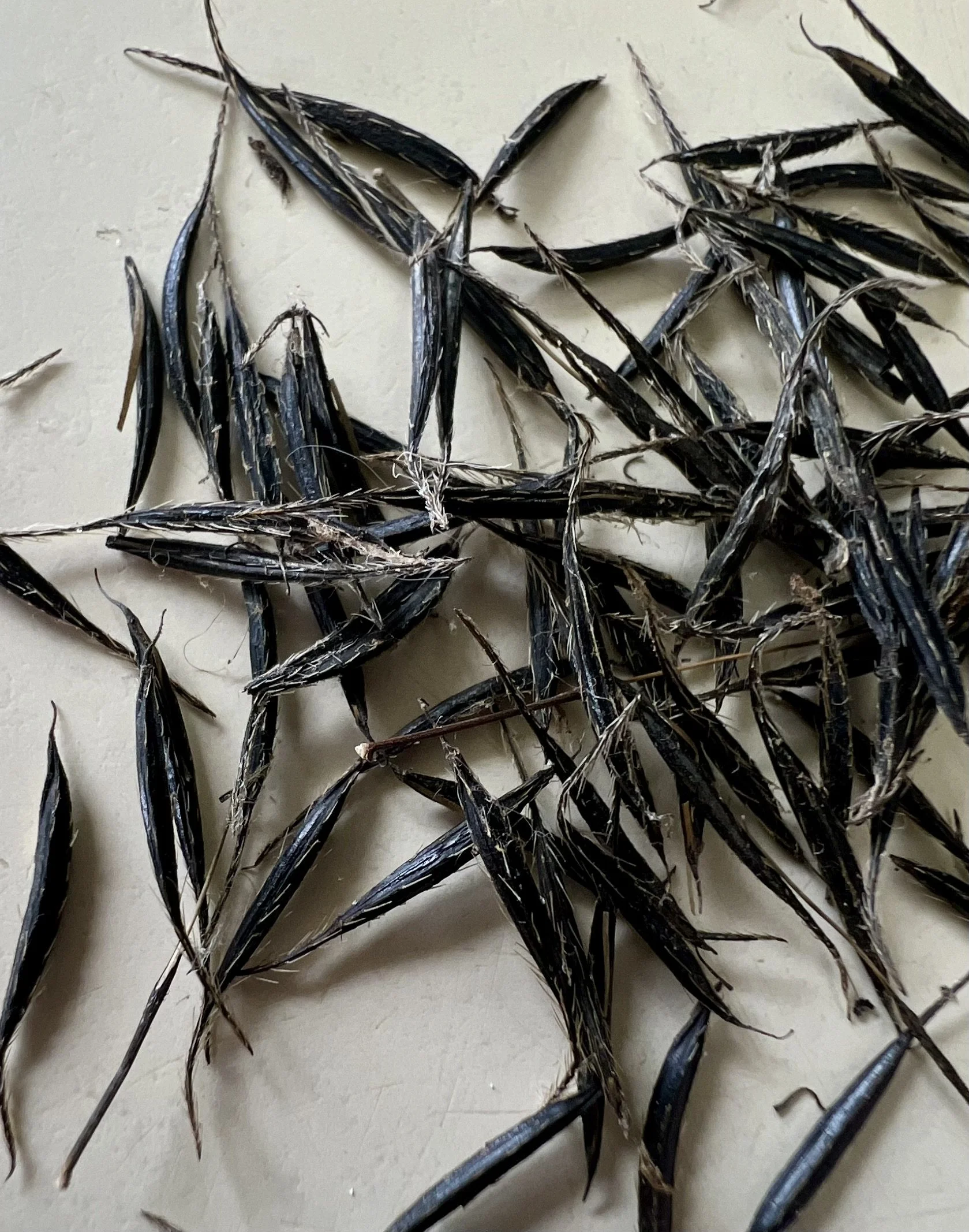 A close-up of Aniseroot seeds shows the long hairs/bristles.  Seeds are up to an inch long and are sharp on the ends.