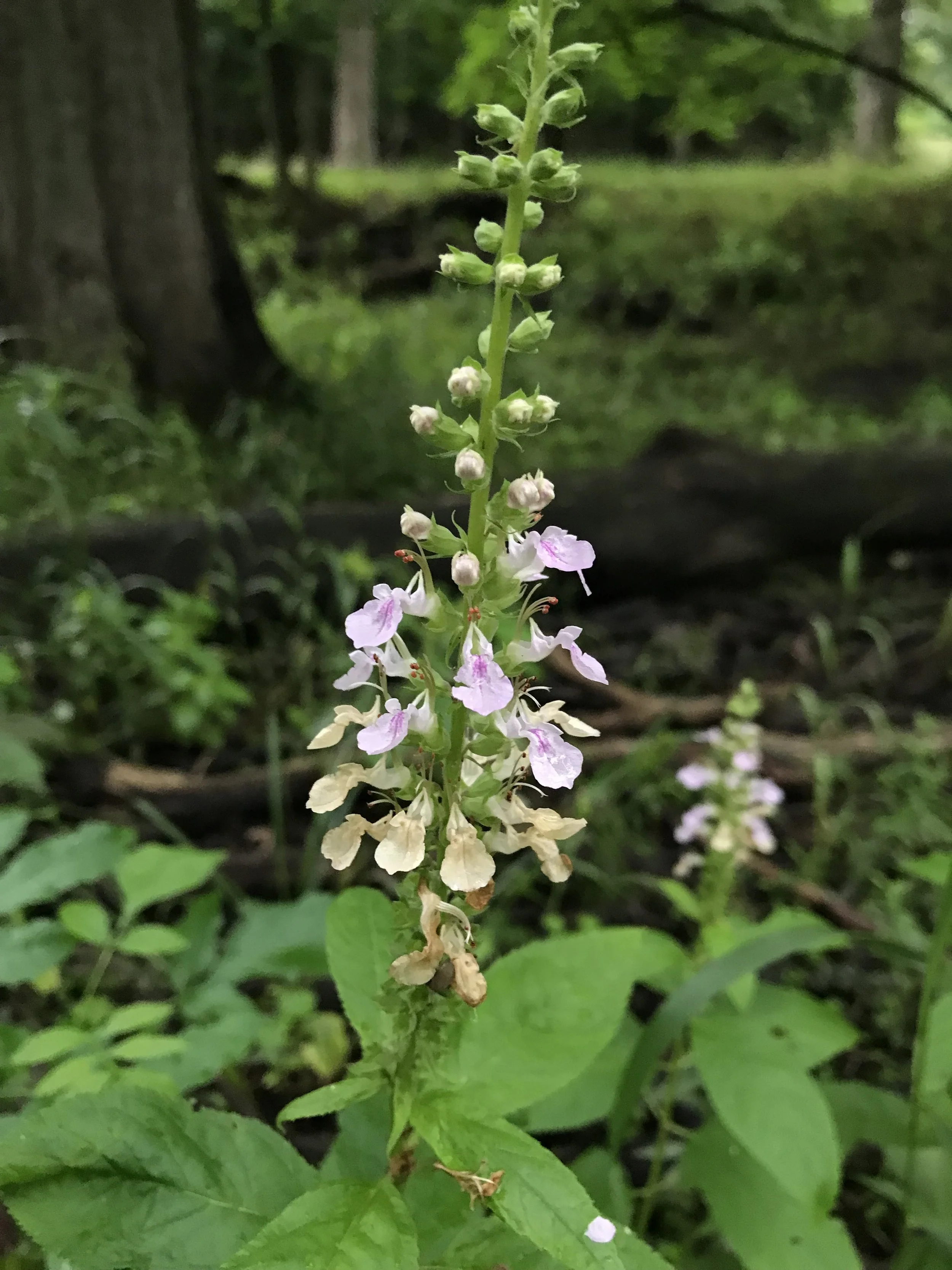 The spike of pink-purple flowers of germander or wood sage