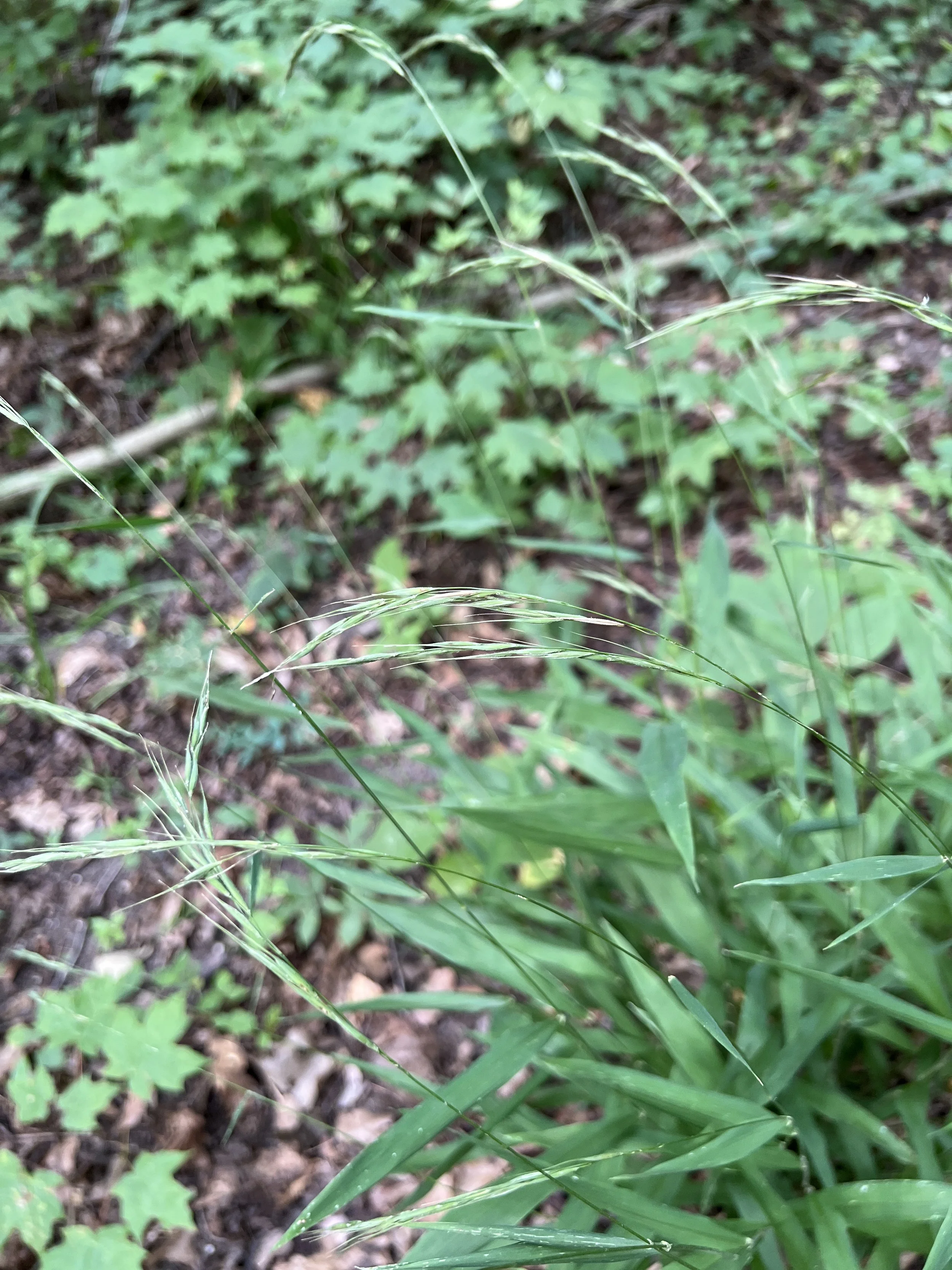 This photo shows the long awns attached to the seeds of long-awned wood grass
