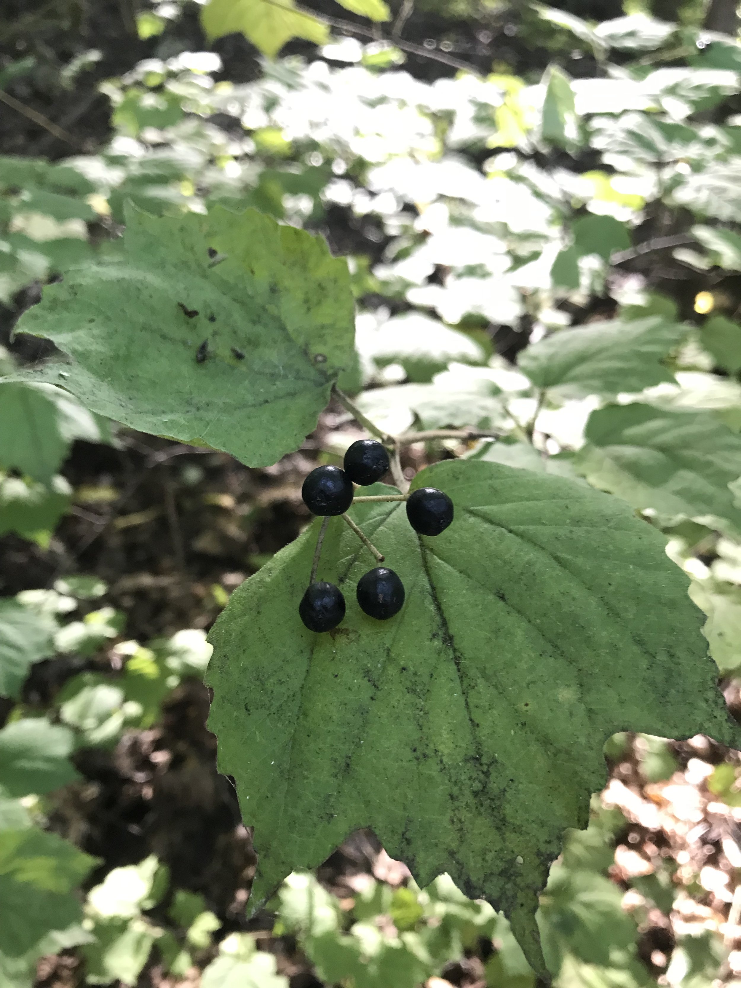 Maple leaf viburnum berries are blue when they are ripe.  The leaves are wide with pointed lobes that are reminiscent of maple leaves.