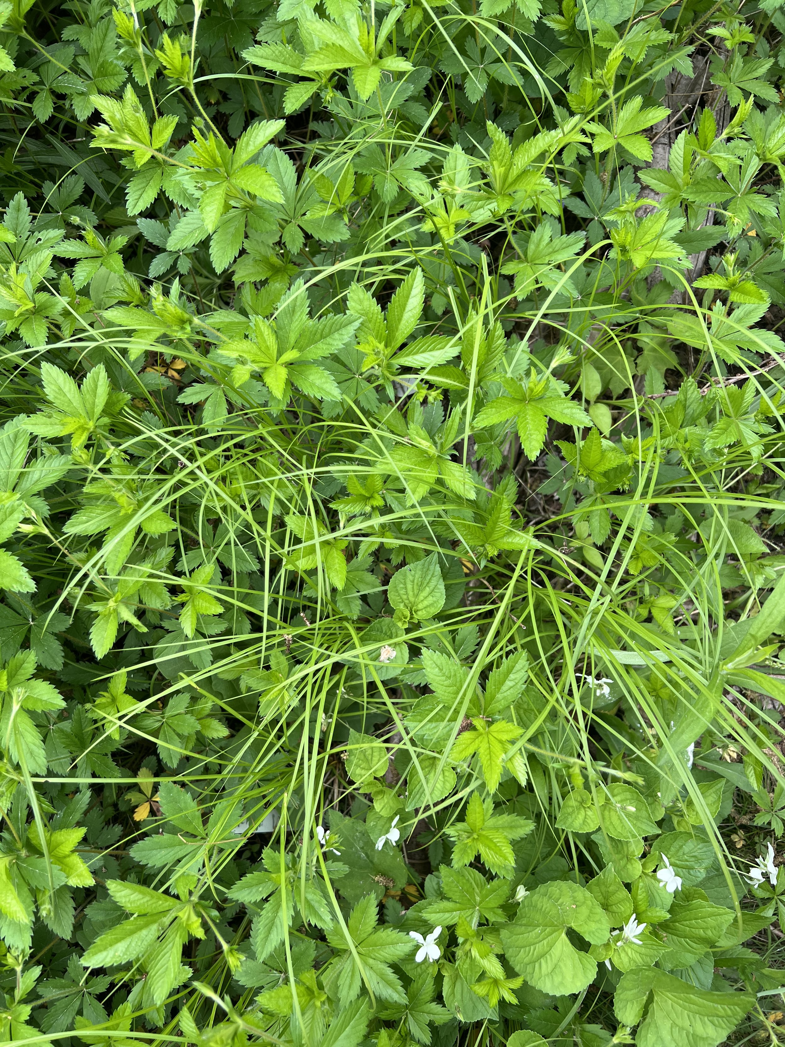 Common cinquefoil (Potentilla simplex) is mixed here with Penn Sedge (Carex pensylvanica) to a satisfying effect.  This is an example of green mulch. Cream violet can be seen in the bottom left corner.