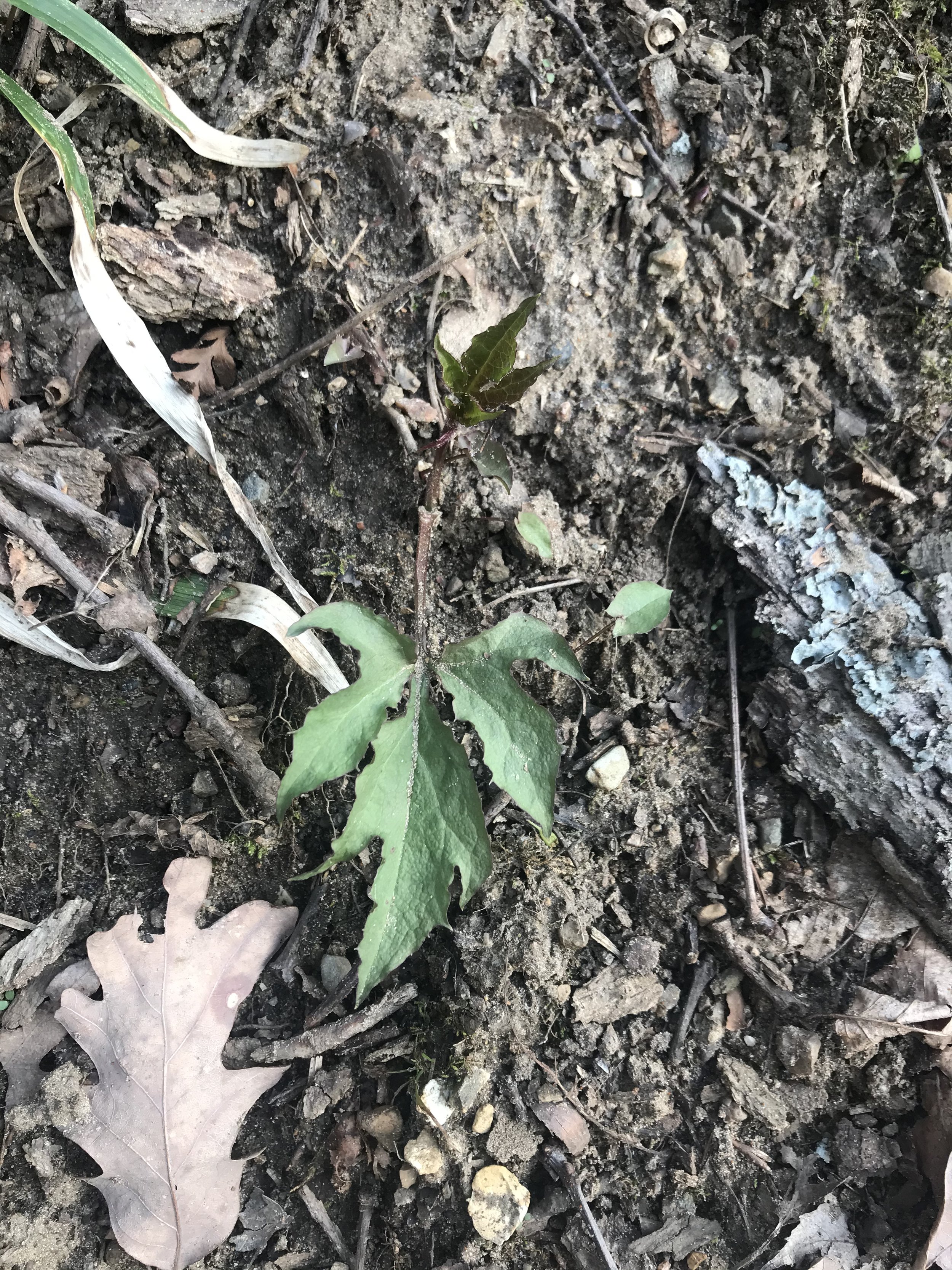 The basal leaves of this lion’s foot plant is lobed.