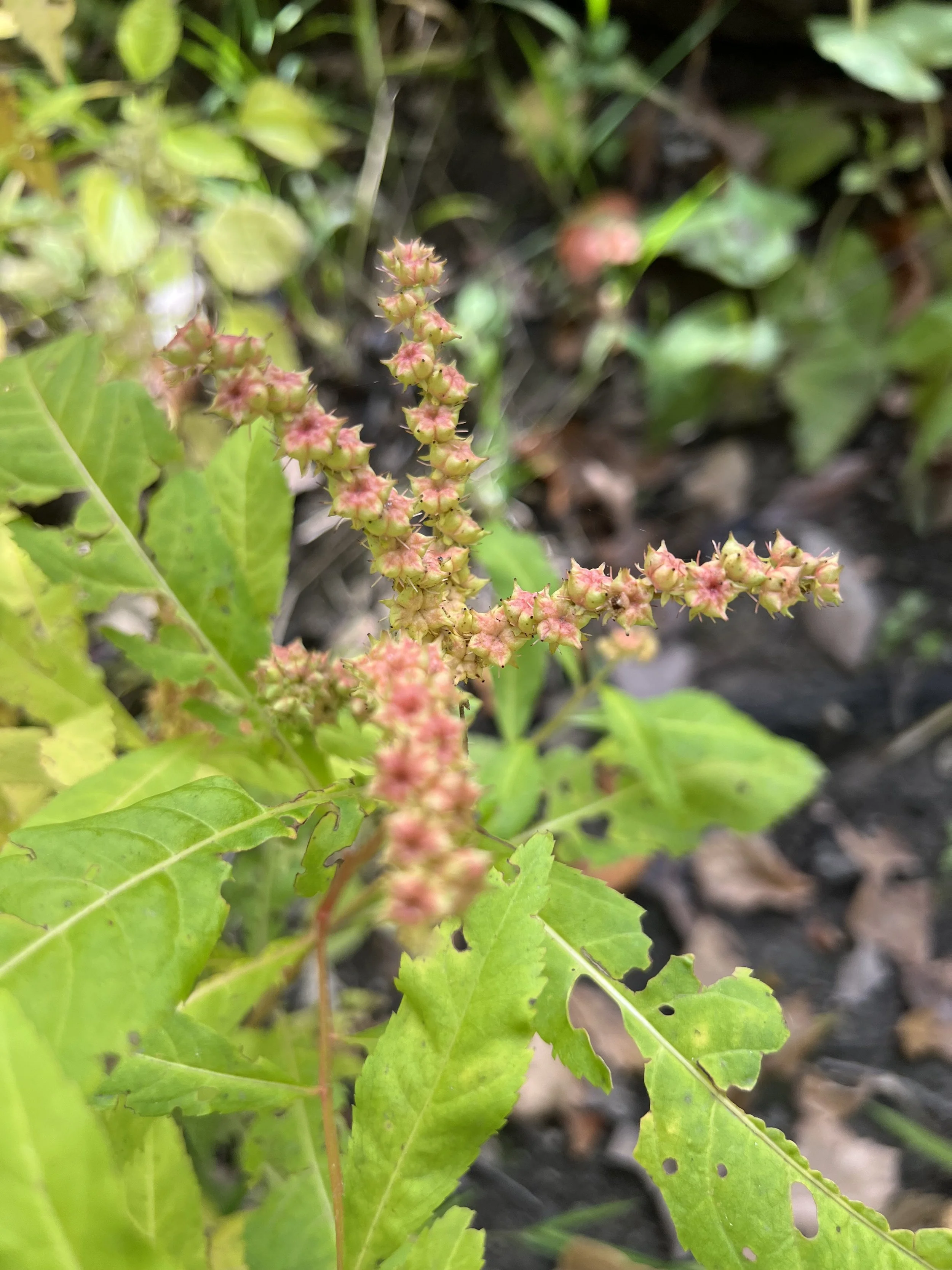 The seed capsules of Ditch Stonecrop (Penthorum sedoides) are shaped like five pointed stars and are pink and green in color.