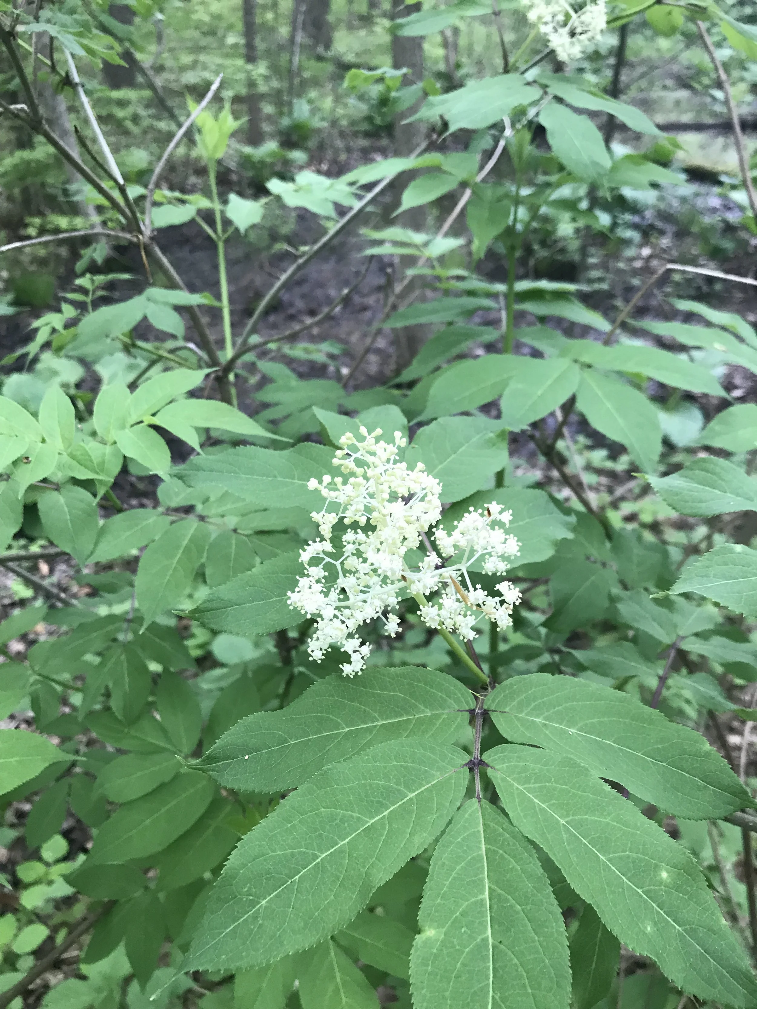 Red Elderberry (Sambucus racemosa)