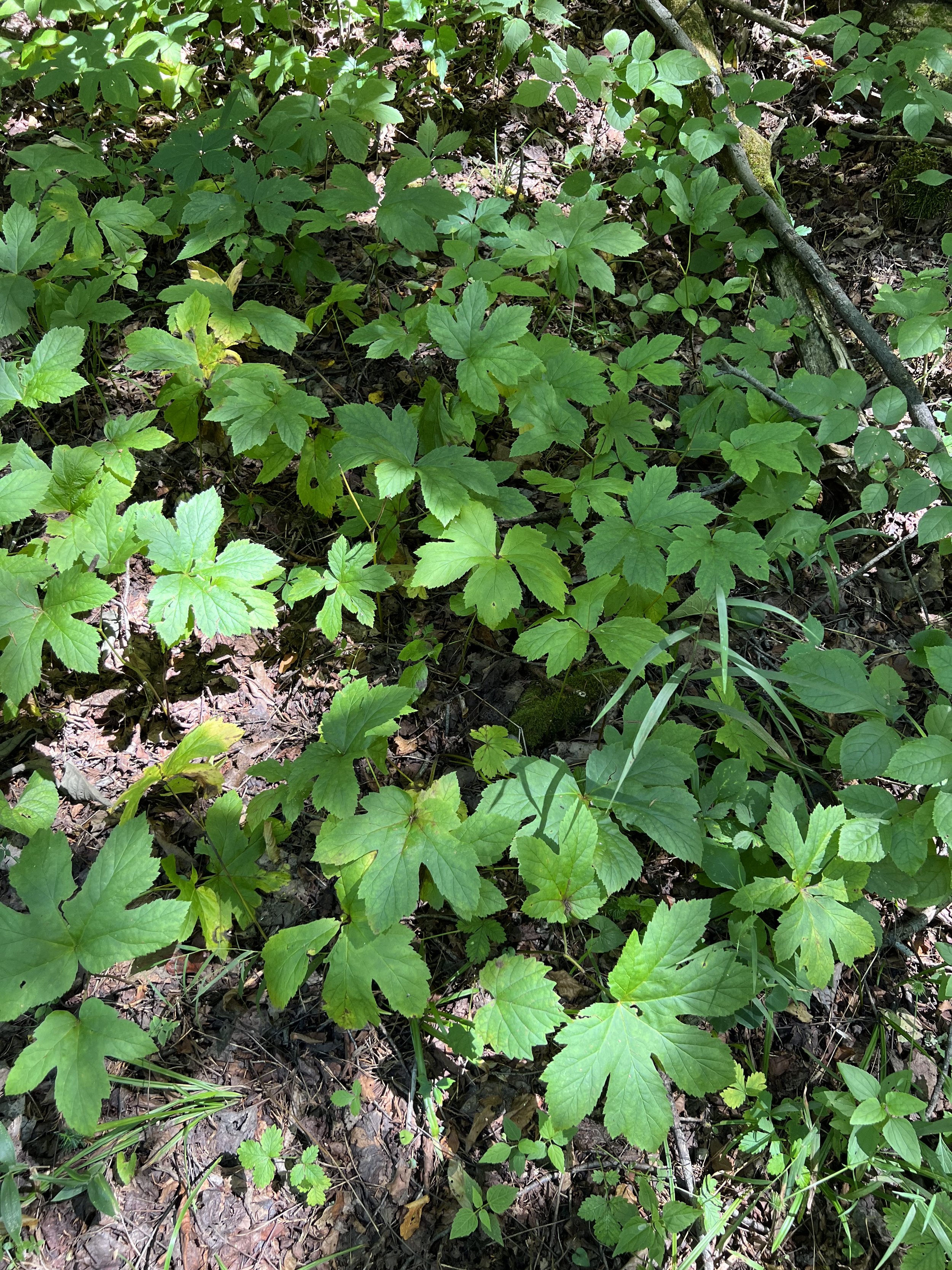 A group of goldenseal (Hydrastis canadensis) growing together.  In the right conditions, a colony may form because they spread by rhizome.
