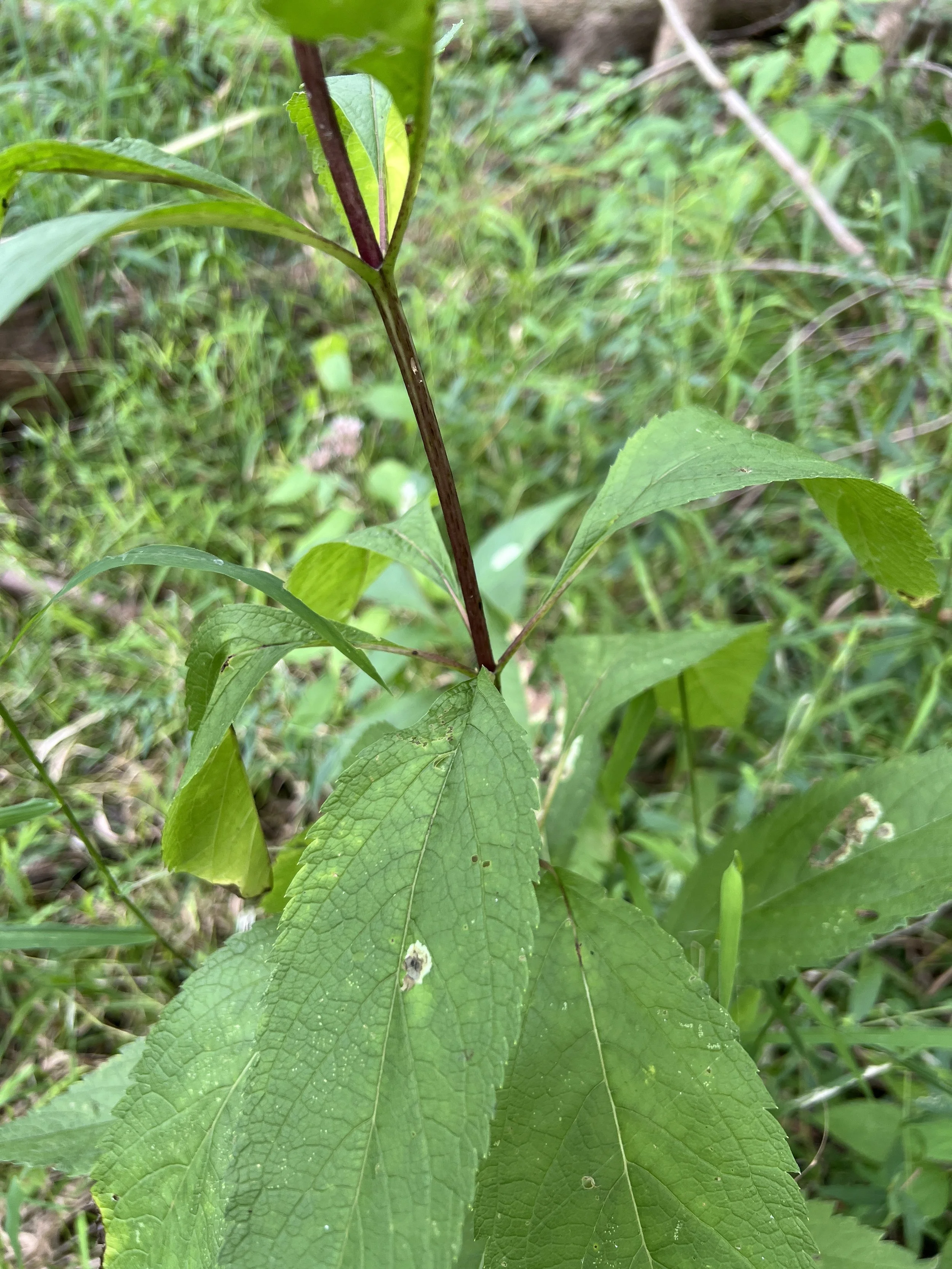 Whorls of four leaves on Sweet Joe Pye Weed (Eutrochium purpureum)