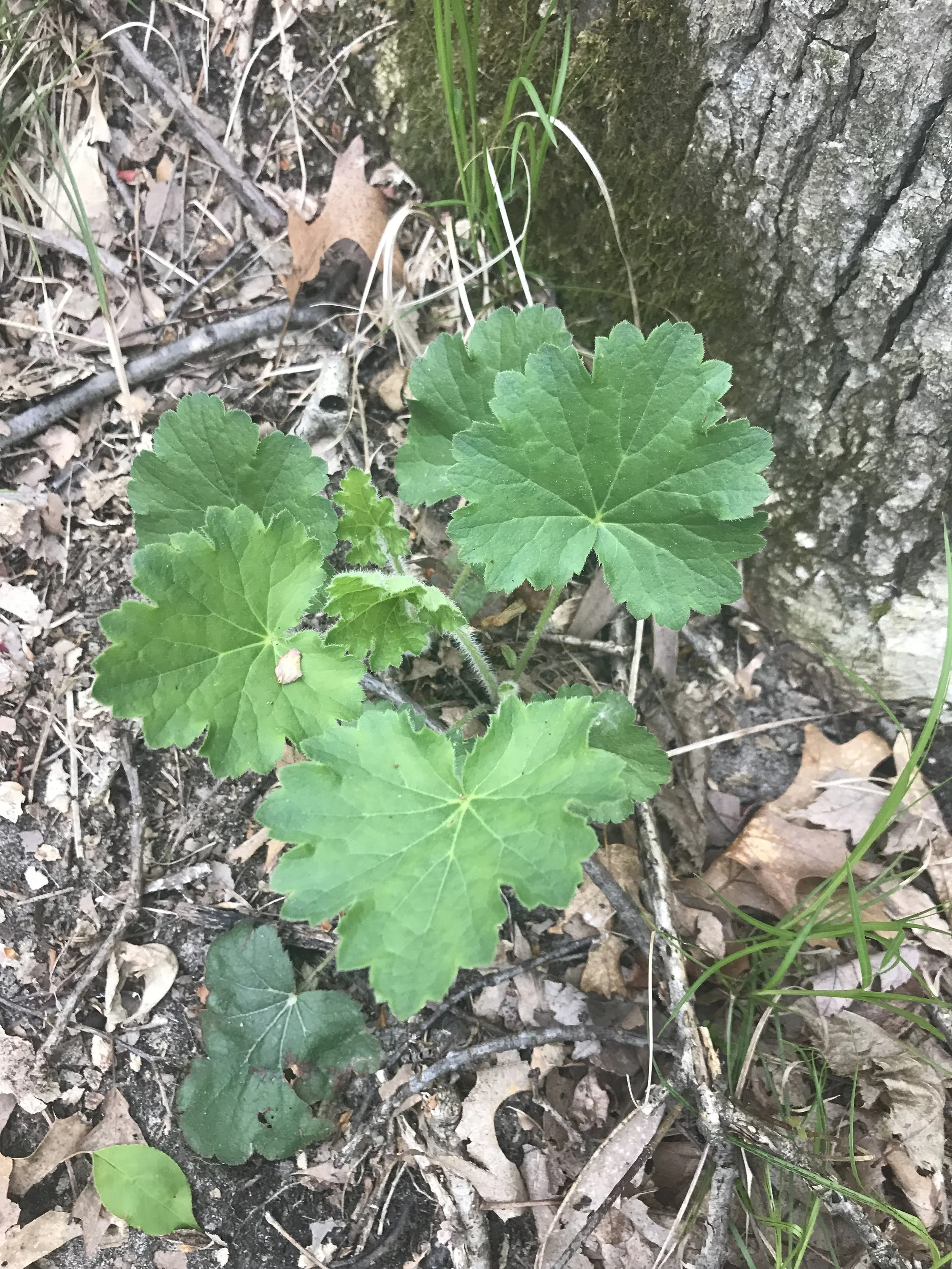 This photo shows the rounded basal leaves of Prairie Alum Root.  This plant is in a family with other plants that have similar basal leaves called Saxifragaceae.