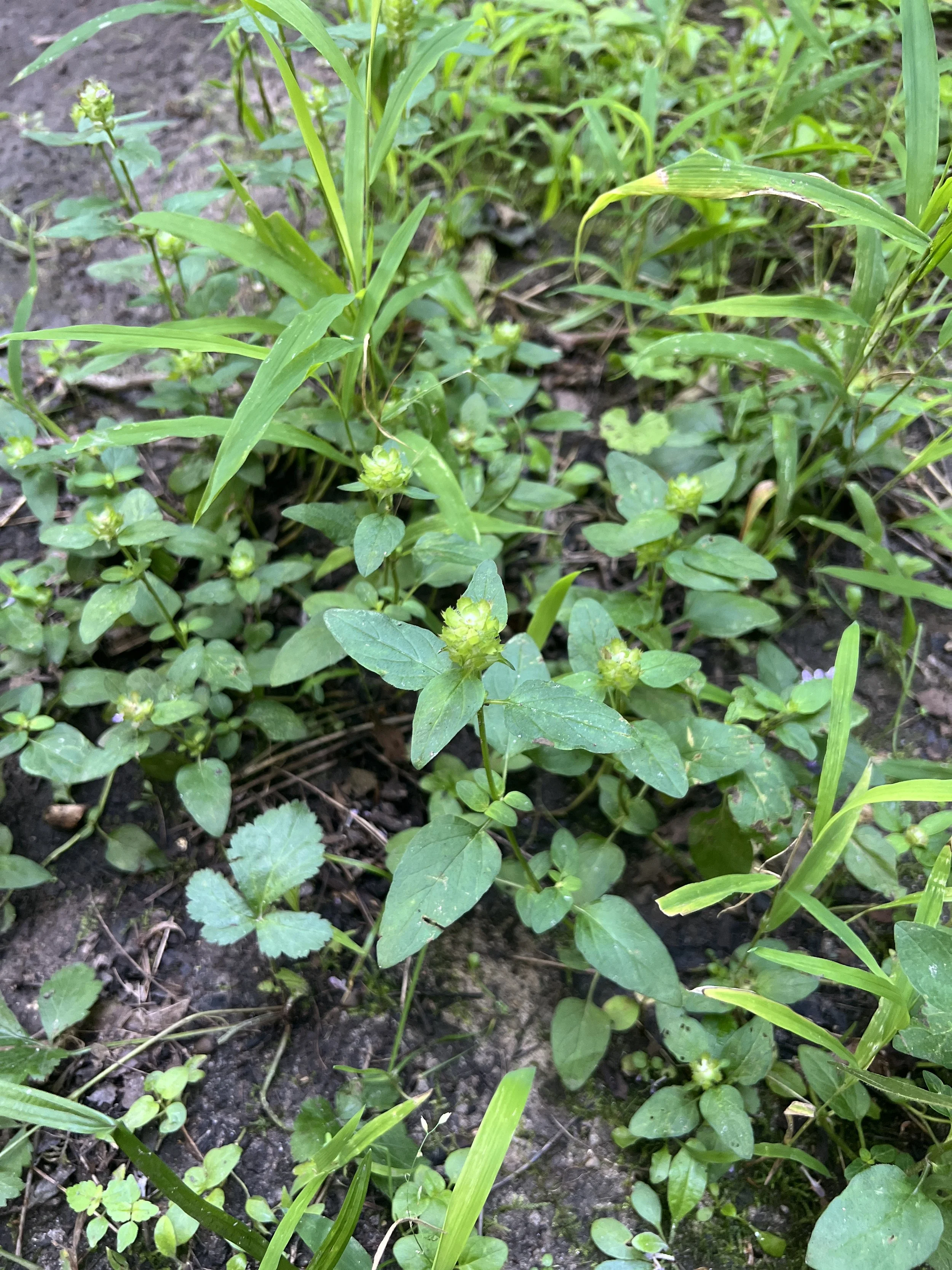 Self-heal plants post-flowering with the persisting green calyxes where the seeds are forming.