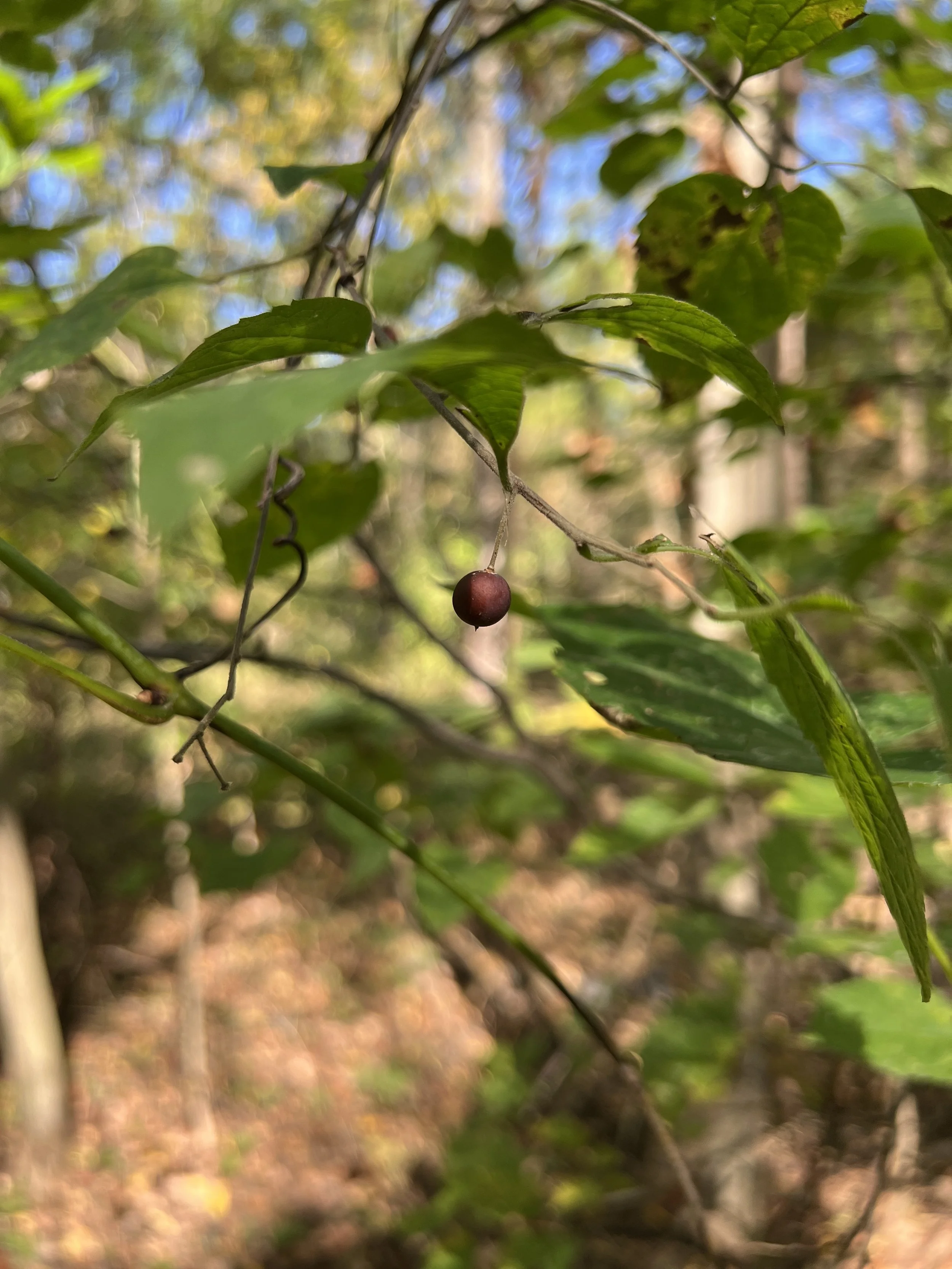 Dwarf Hackberry (Celtis tenuifolia)