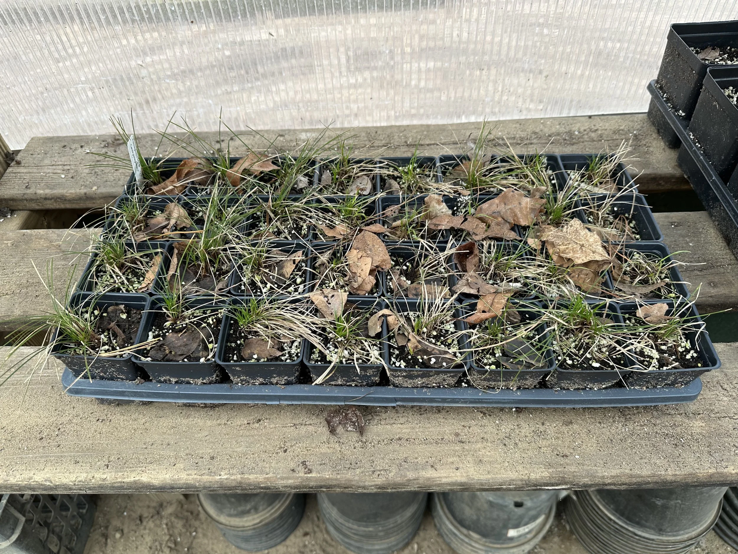 A full flat of Penn sedge, 32 2.5” pots