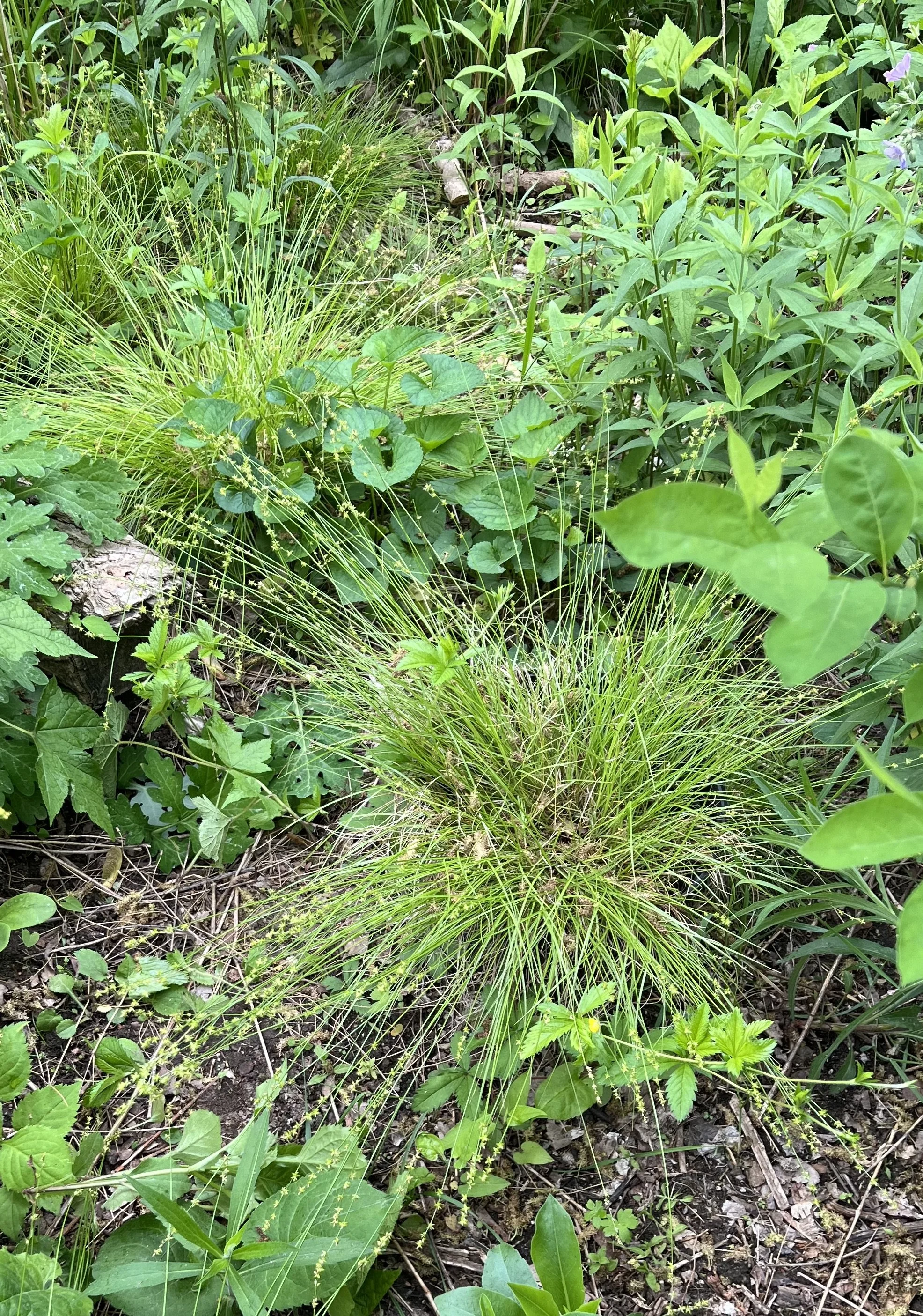 Two eastern star sedge (Carex radiata) that have flopped wide open by mid-May