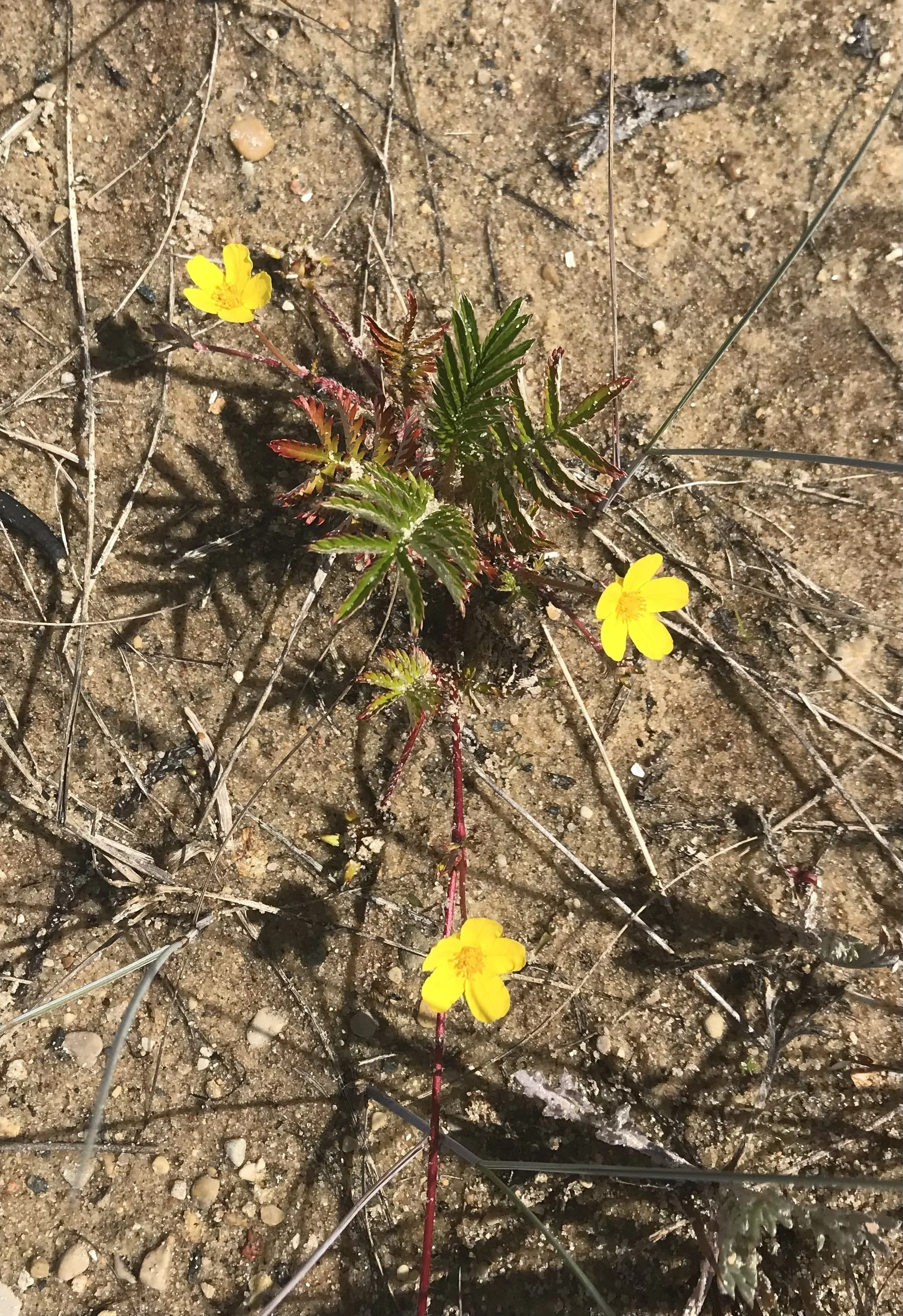 Silverweed Cinquefoil (Potentilla anserina)