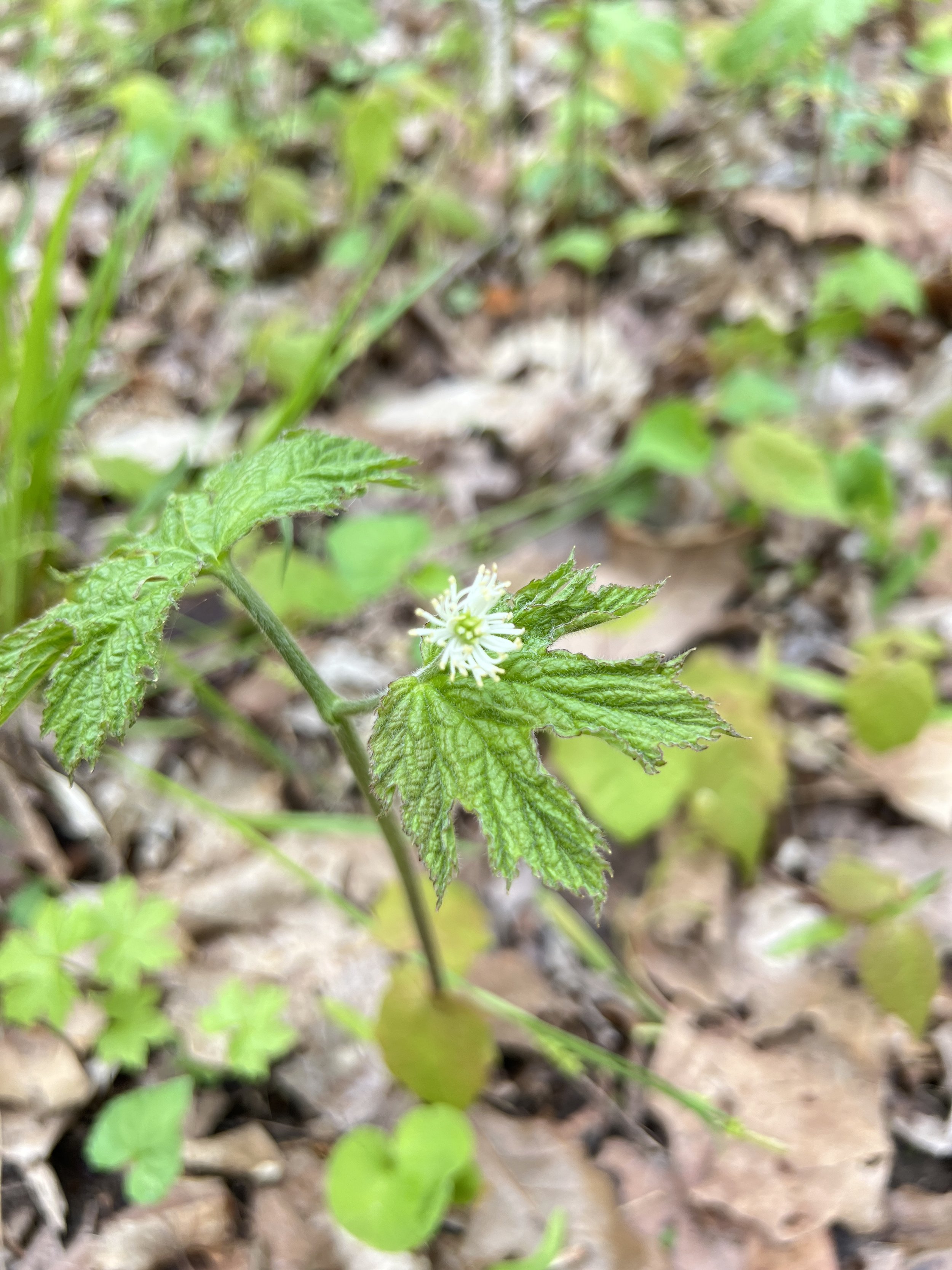 A goldenseal (Hydrastis canadensis) emerges with its two wrinkled palmate leaves.  A single flower is in the center with many stamens around the edges and pistils in the center.