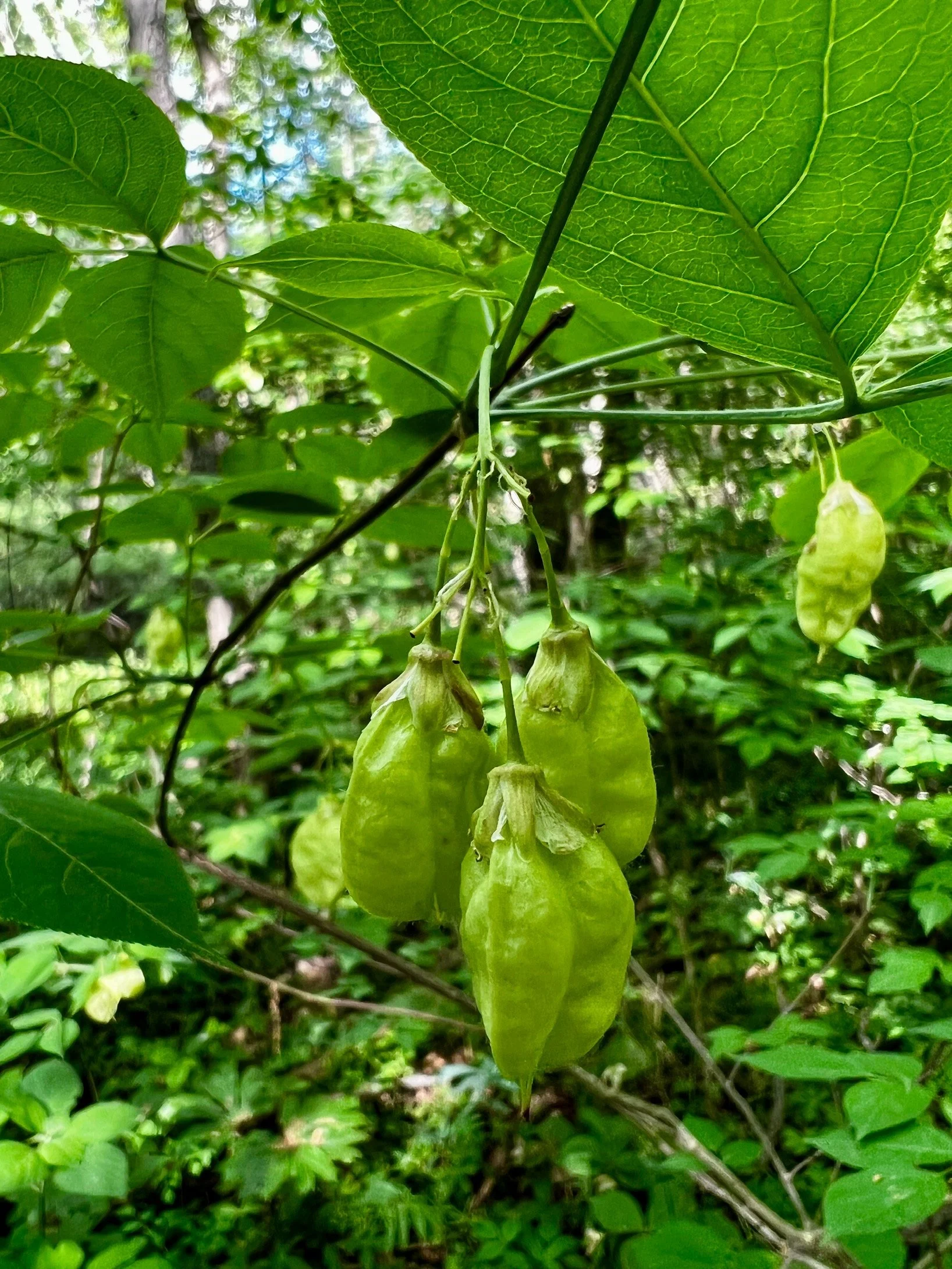 Bladdernut (Staphylea trifolia)