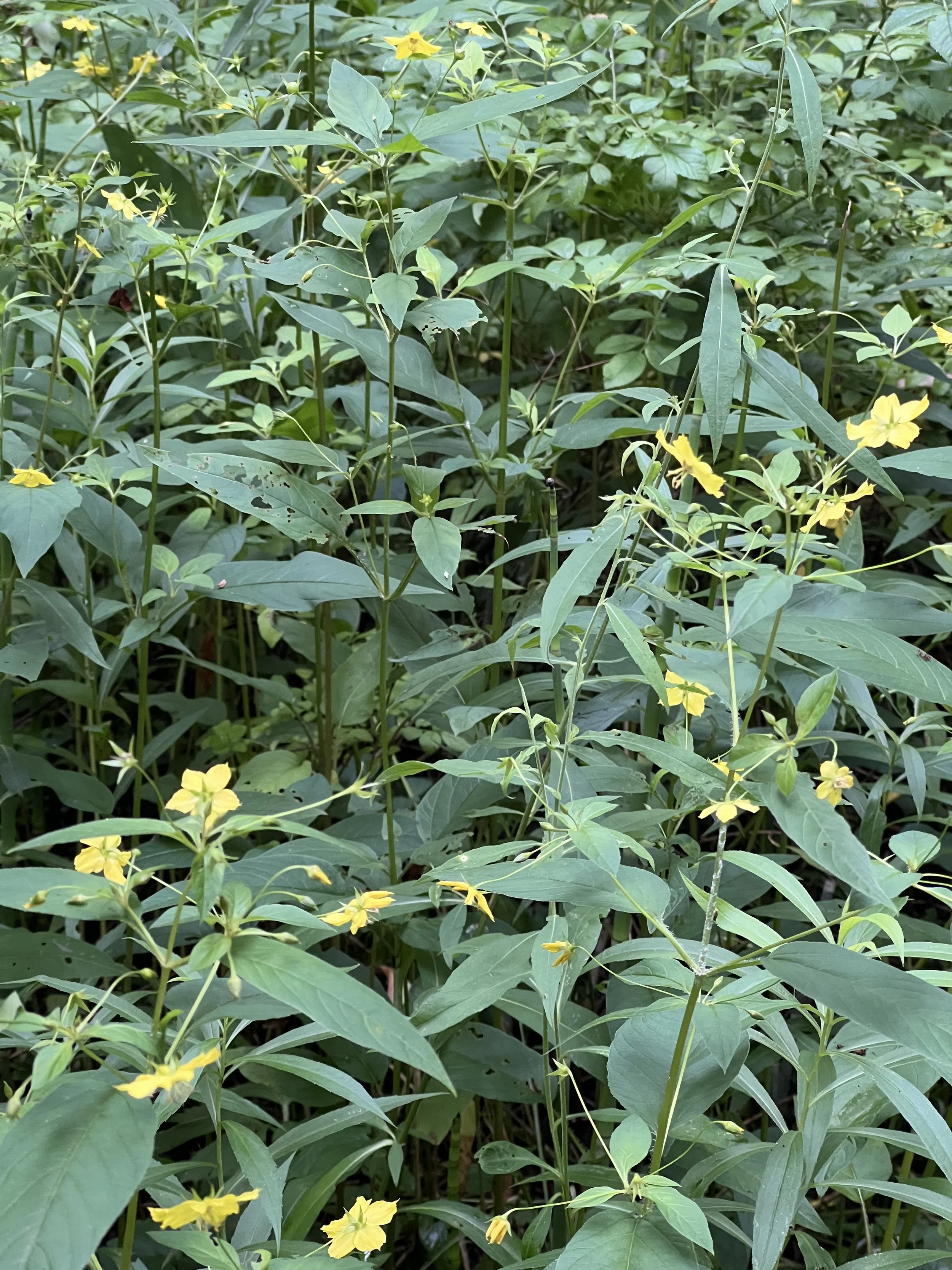 A large grouping of fringed loosestrife. The plants spread by seed and rhizome