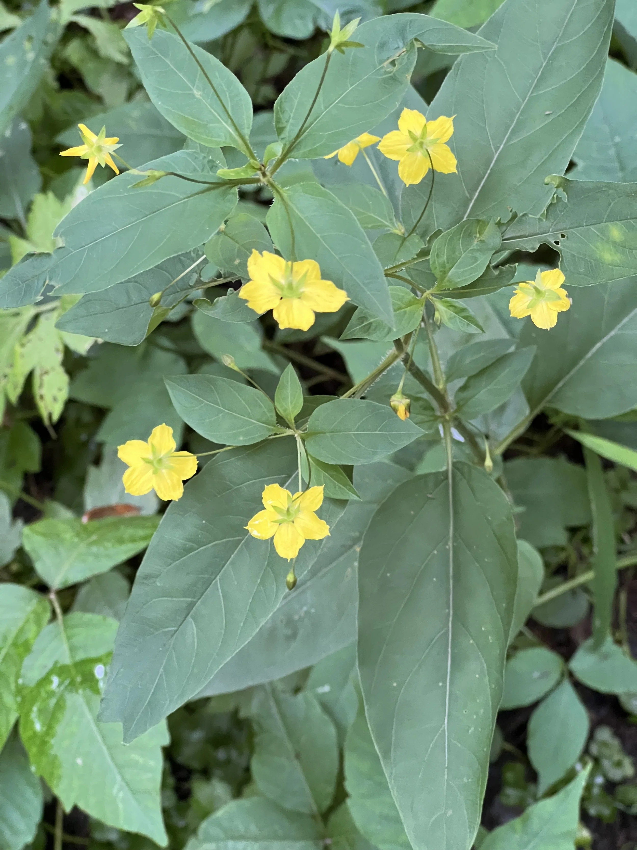 Large yellow flowers are four to a whorl opposite ovoid leaves.