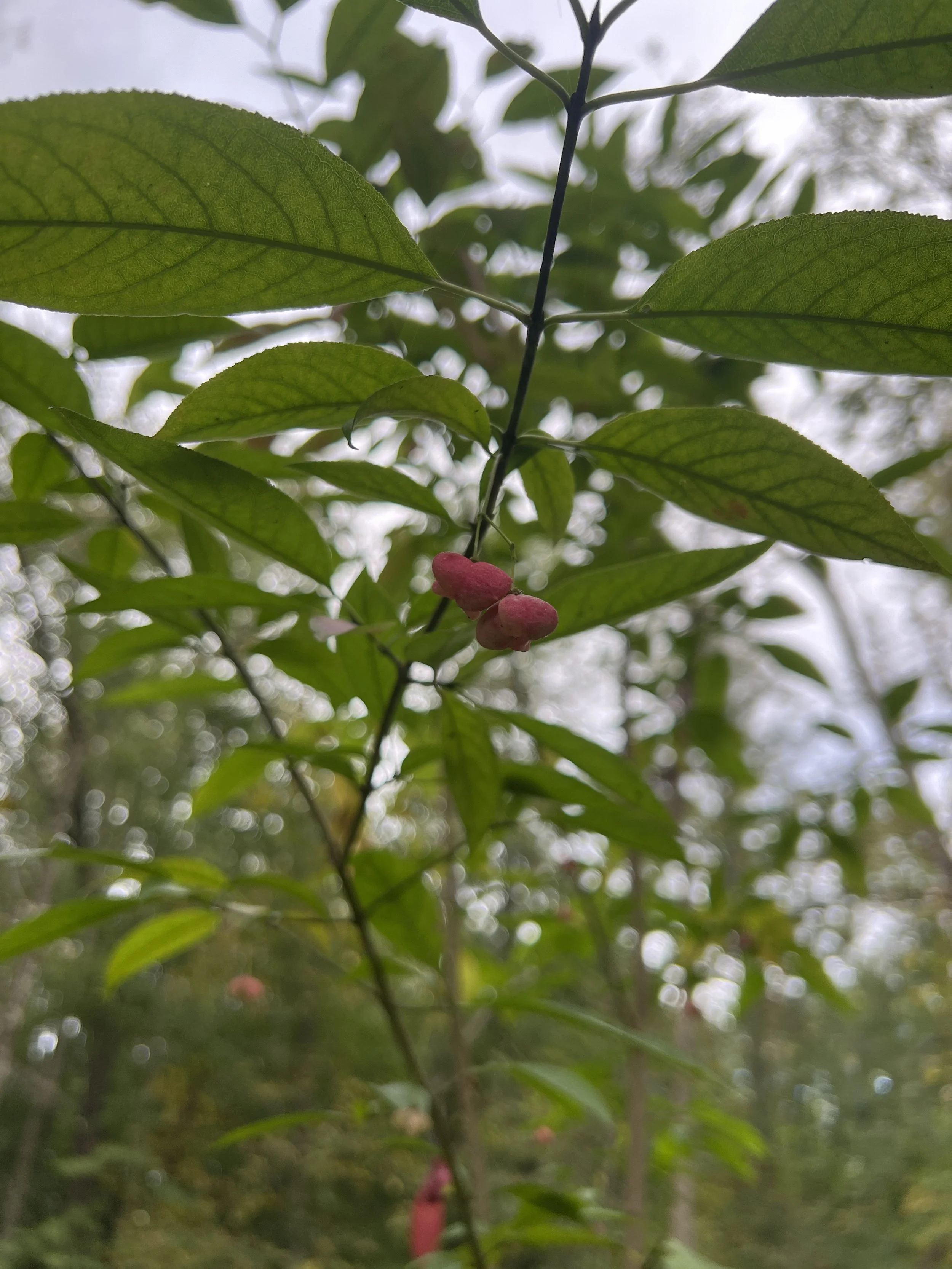 The red hanging casing of the fruit of Eastern Wahoo which will split open and the berry will drop down into view.