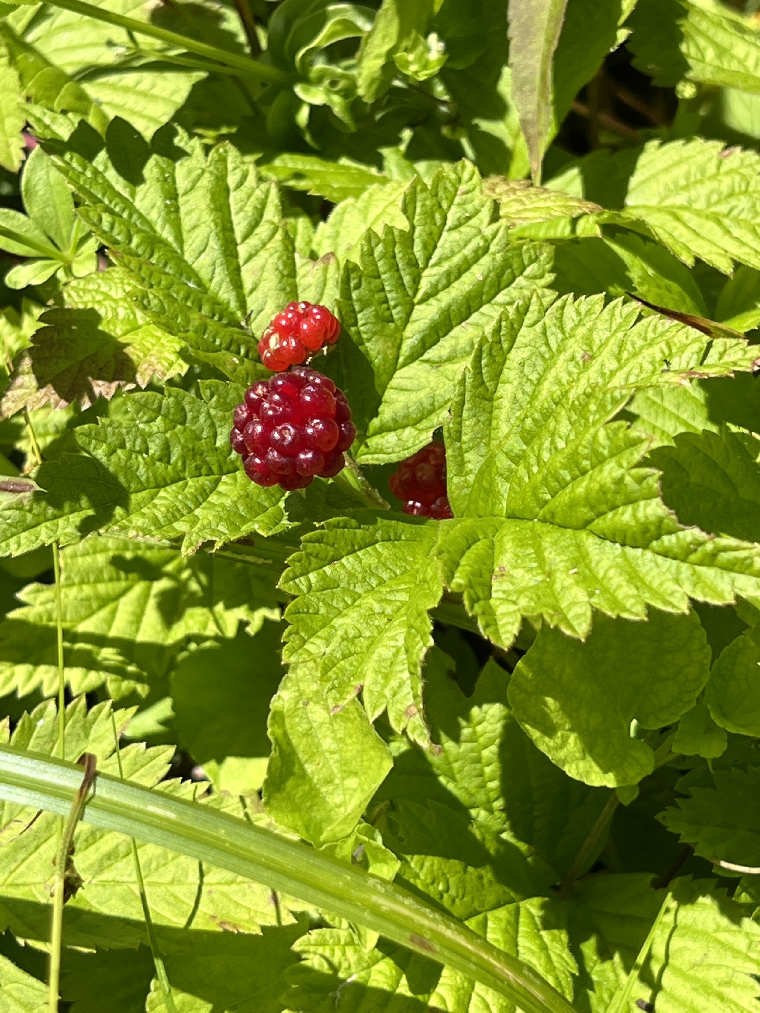 Dwarf Raspberry (Rubus pubescens)