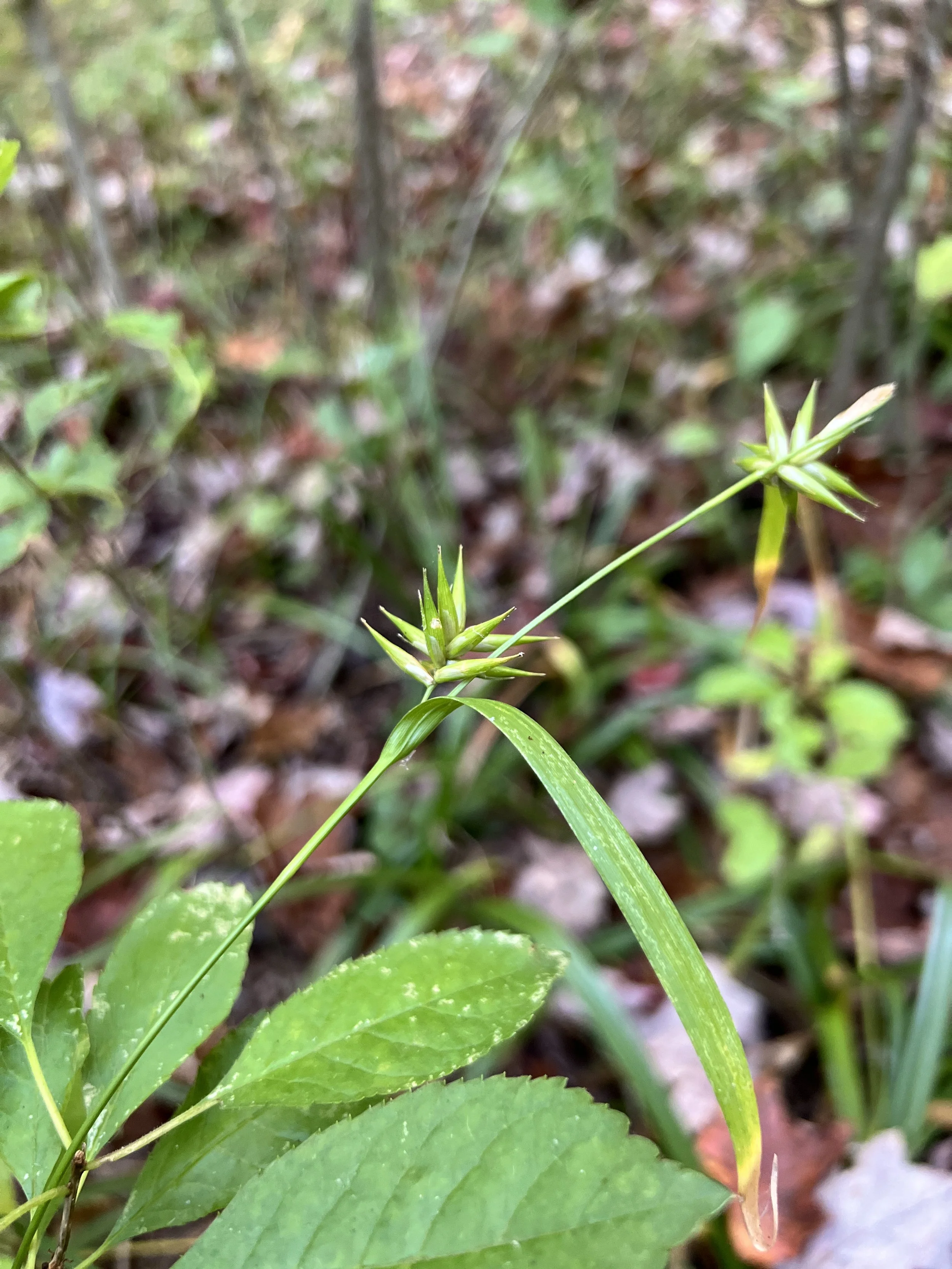 The perigynia of northern long sedge are long and thin and generally in groups of 10-20.  The seeds and the leaves are a yellow-green color.