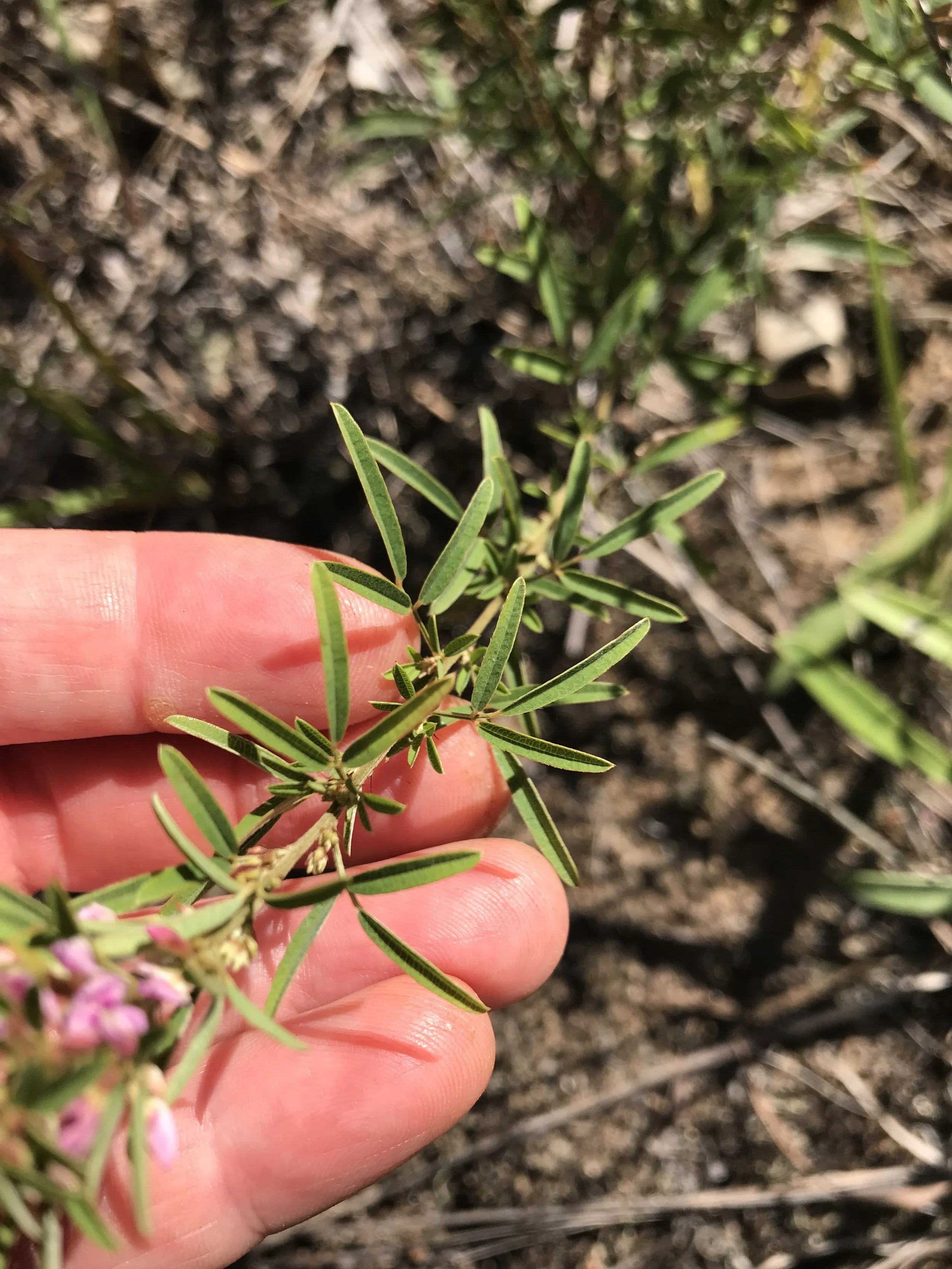 The leaves of slender bush clover are narrow and relatively long.
