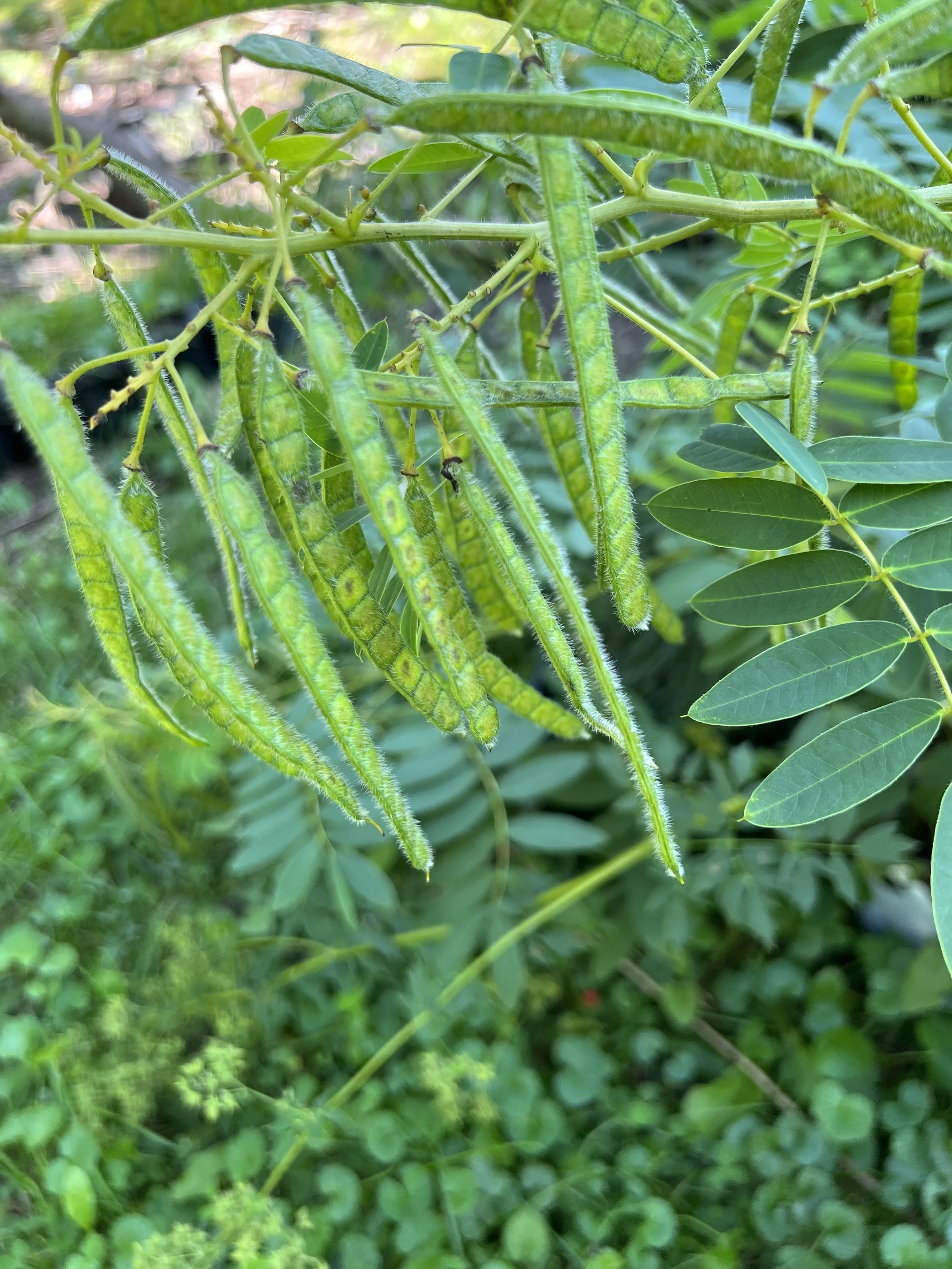 The long, flat seed capsules of wild senna