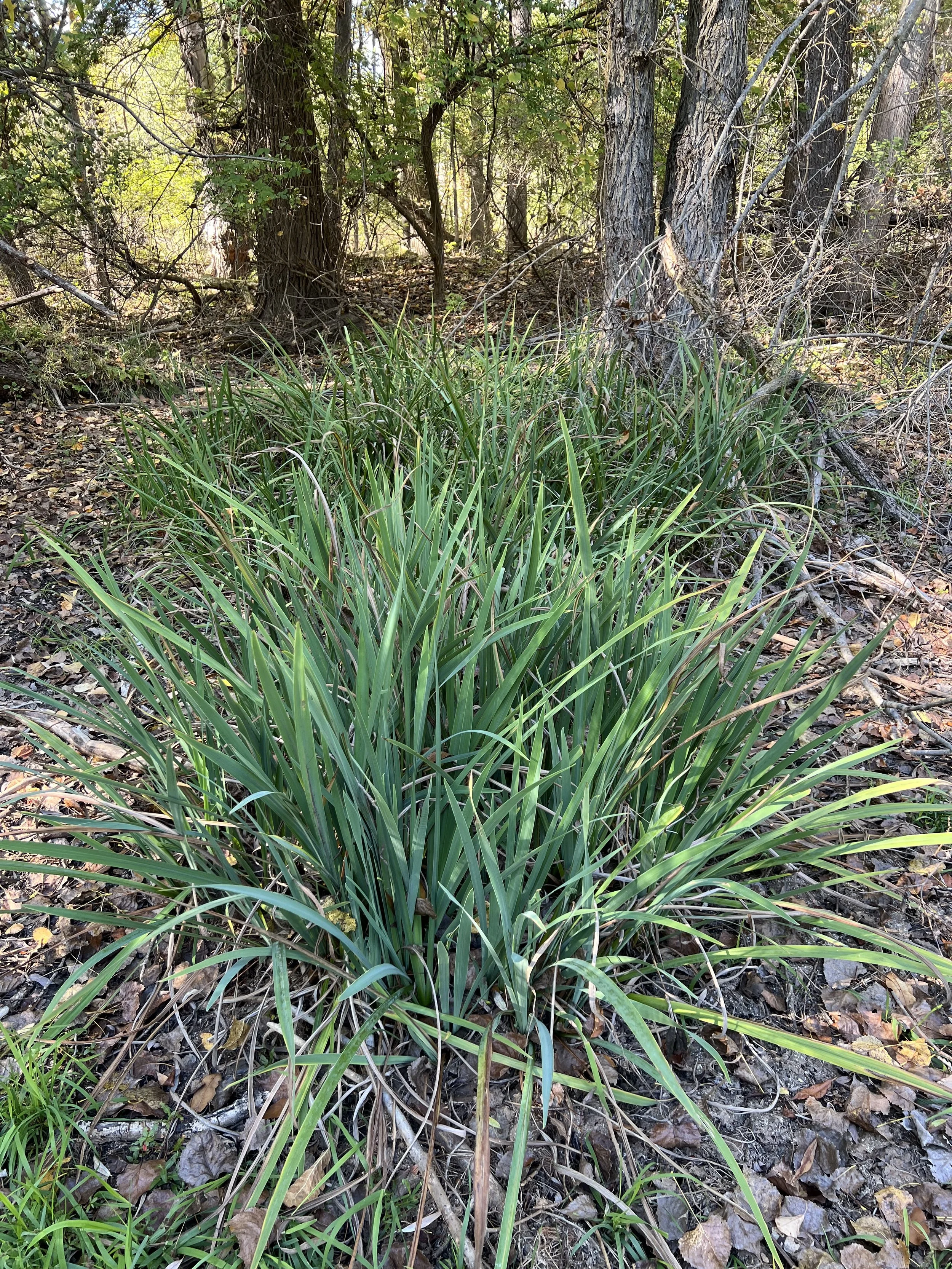 A clump of iris leaves in the woods.