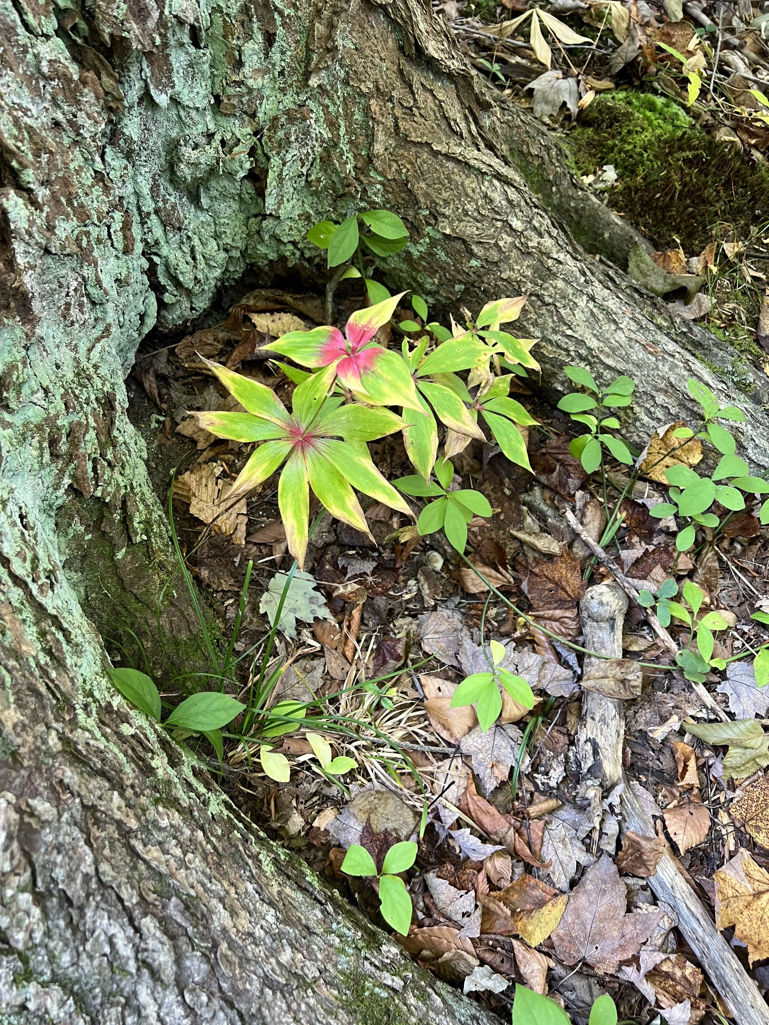 A cucumber root plant with two whorls of leaves is at the base of a tree.  The bases of the leaves are red tinted.