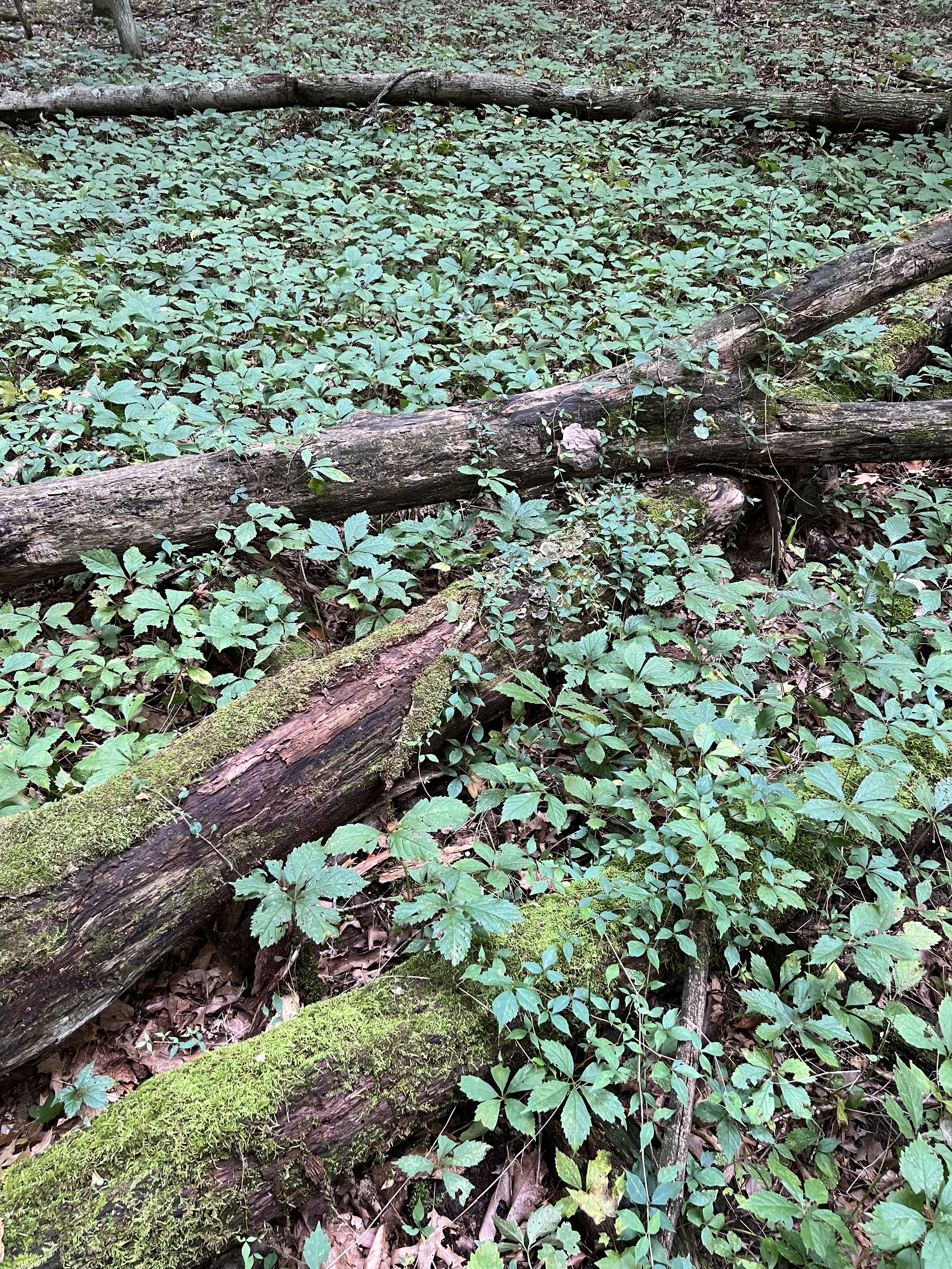 Woodbine grows across the forest floor providing a ground cover.