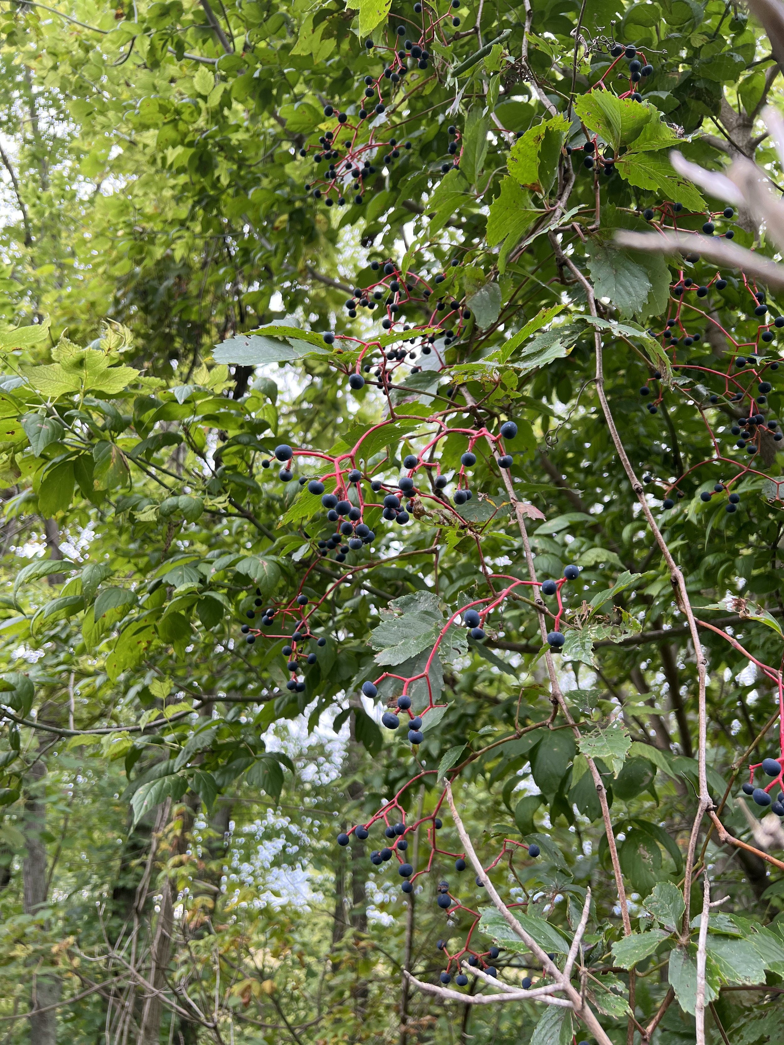 Leaves and blue berries of woodbine